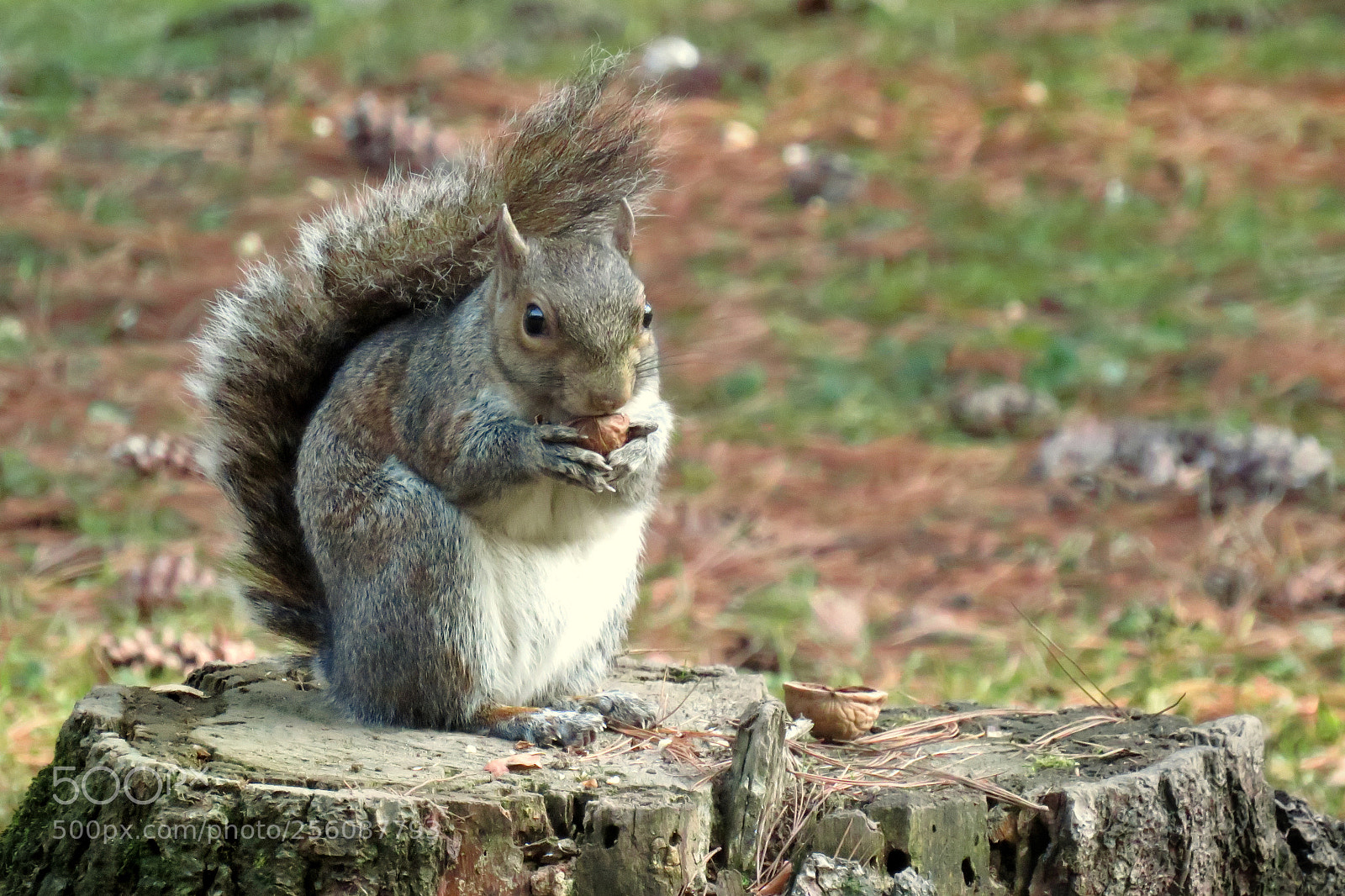 Canon PowerShot SX540 HS sample photo. Squirrel photography