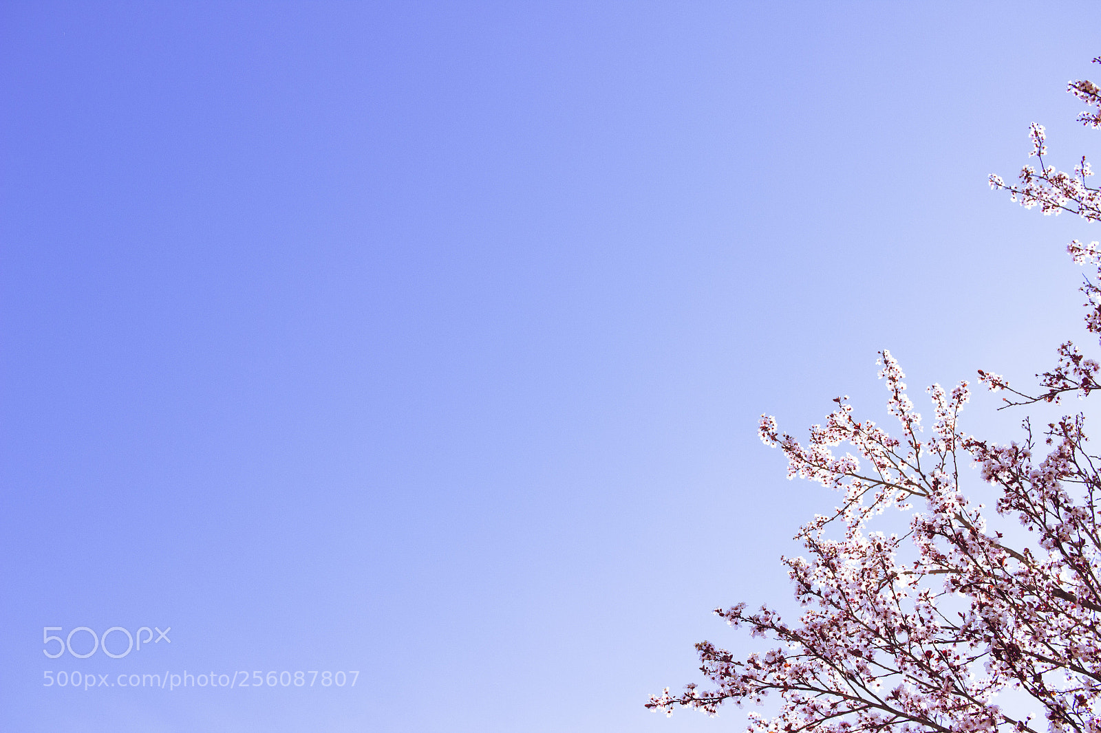 Canon EOS 600D (Rebel EOS T3i / EOS Kiss X5) sample photo. Blooming tree photography