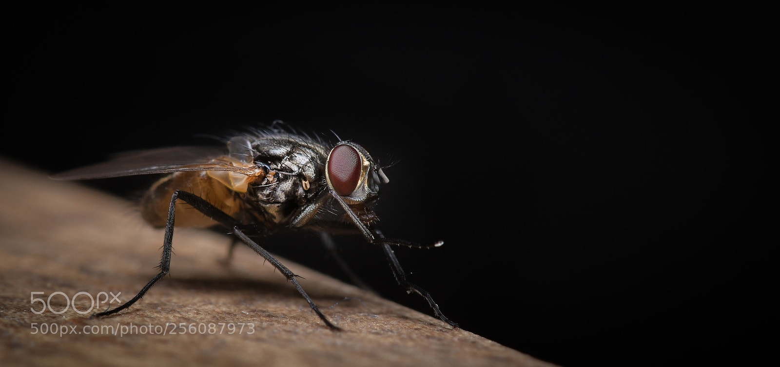 Nikon D850 sample photo. Time to fly photography