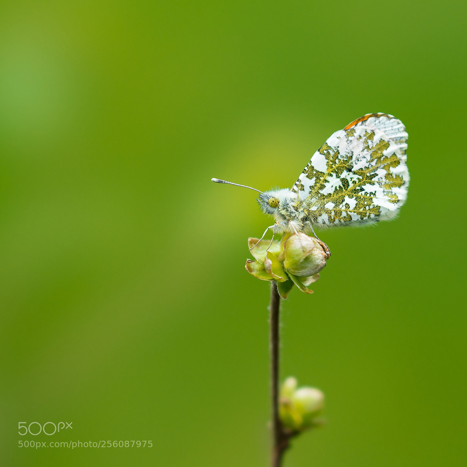 Sony a7R II sample photo. Orange tip photography