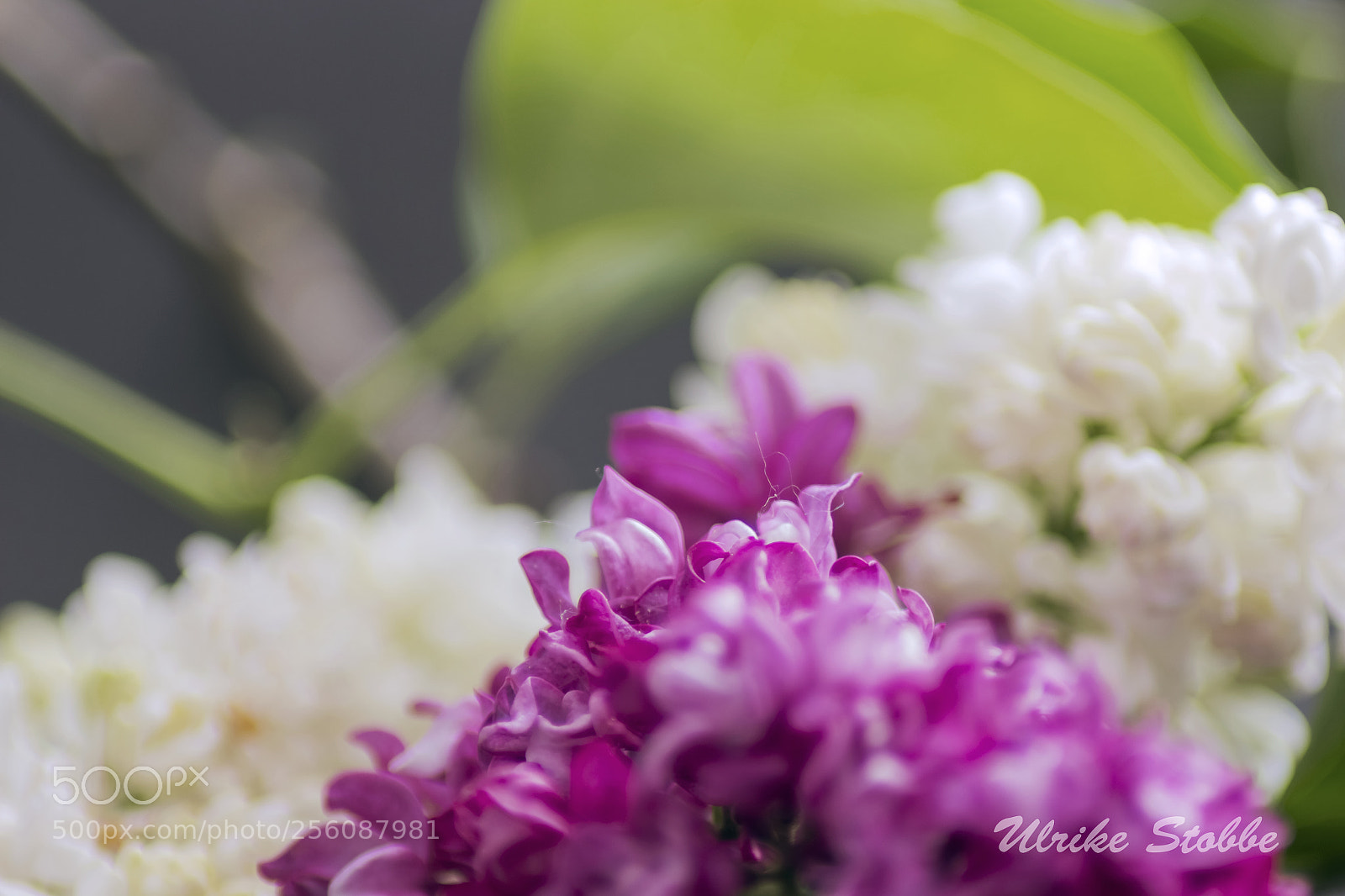Canon EOS 600D (Rebel EOS T3i / EOS Kiss X5) sample photo. Lilac photography