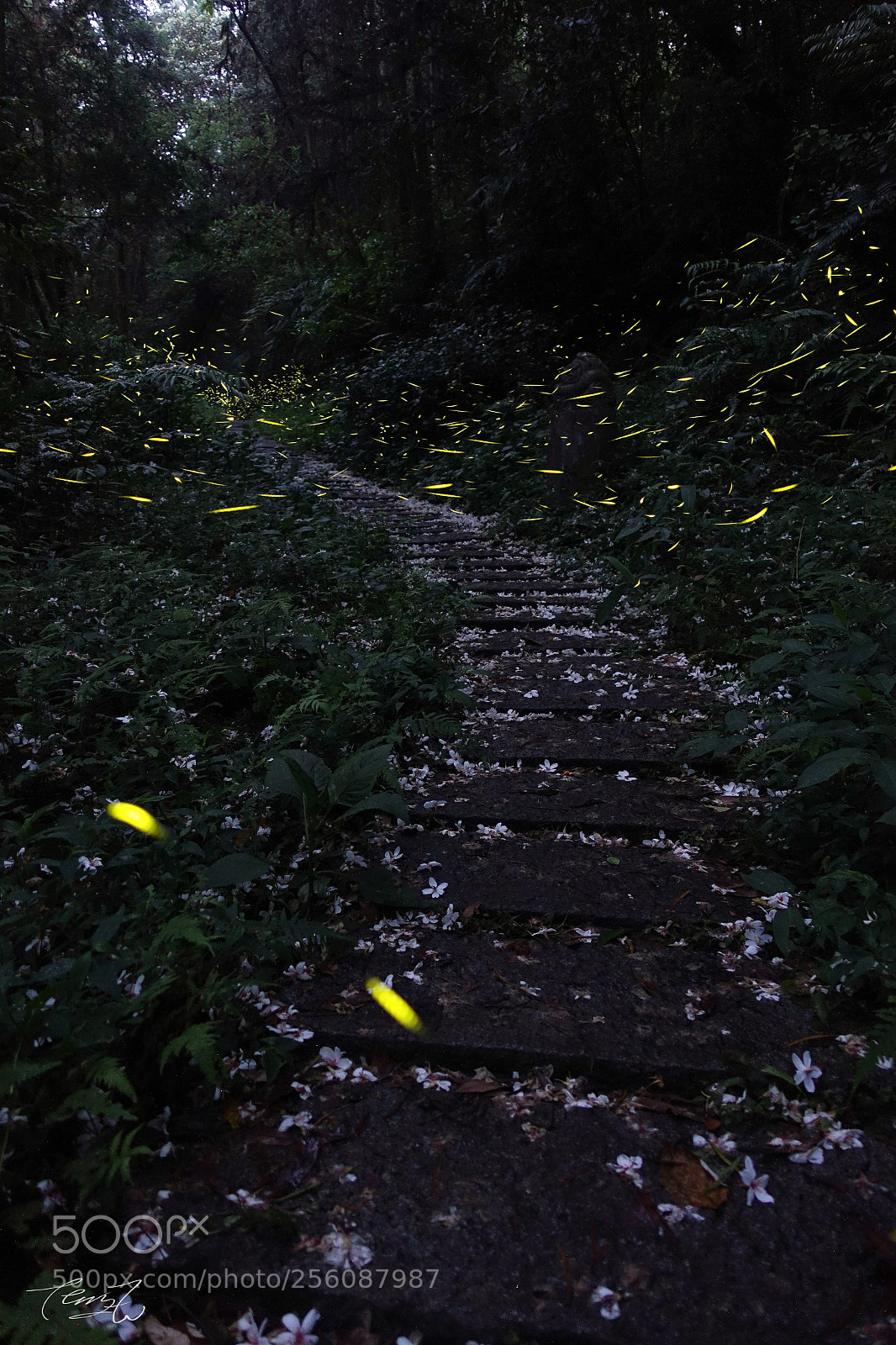 Sony Cyber-shot DSC-RX100 III sample photo. Firefly trail photography