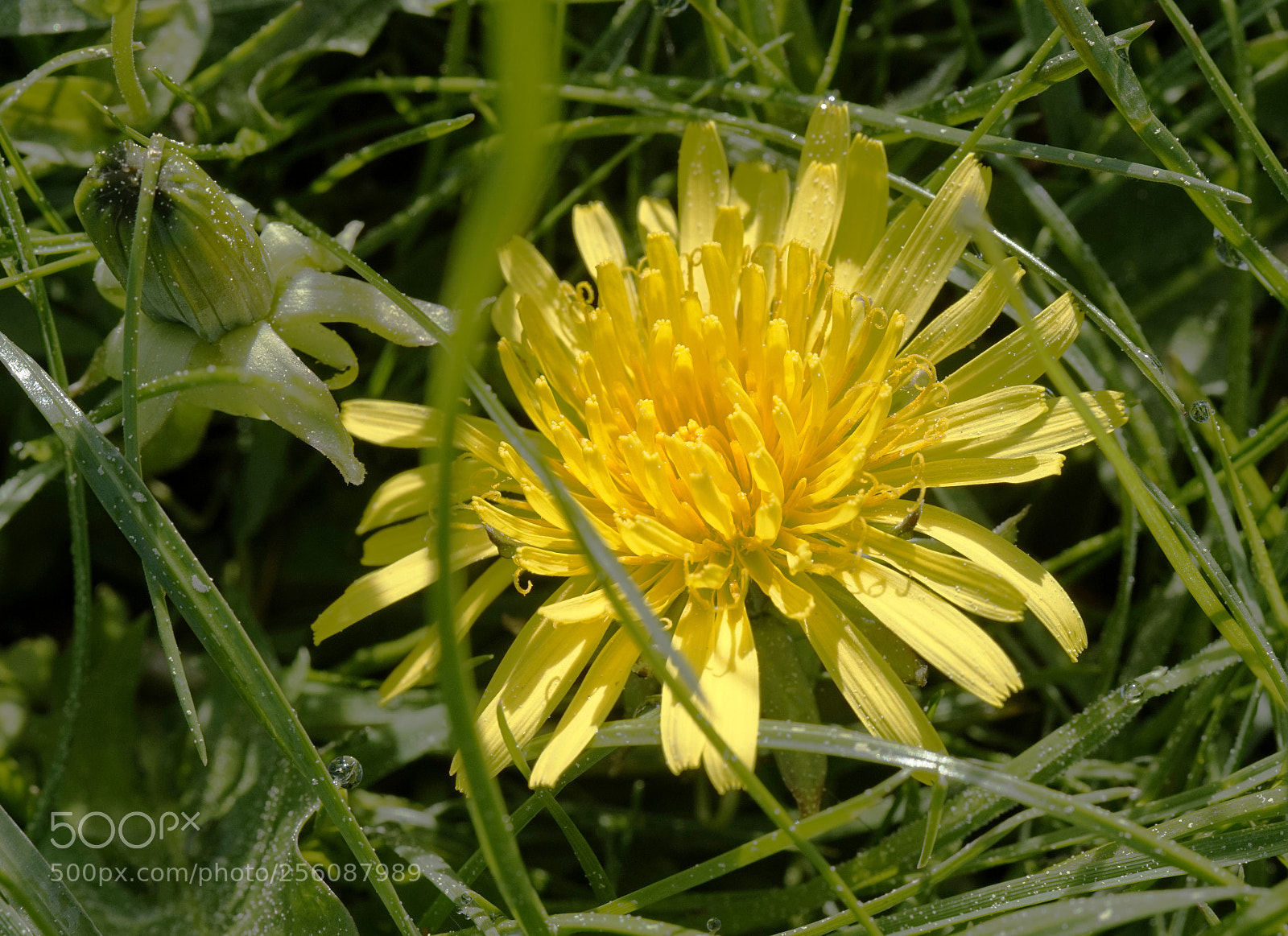 Sony Alpha a5000 (ILCE 5000) sample photo. Taraxacum photography