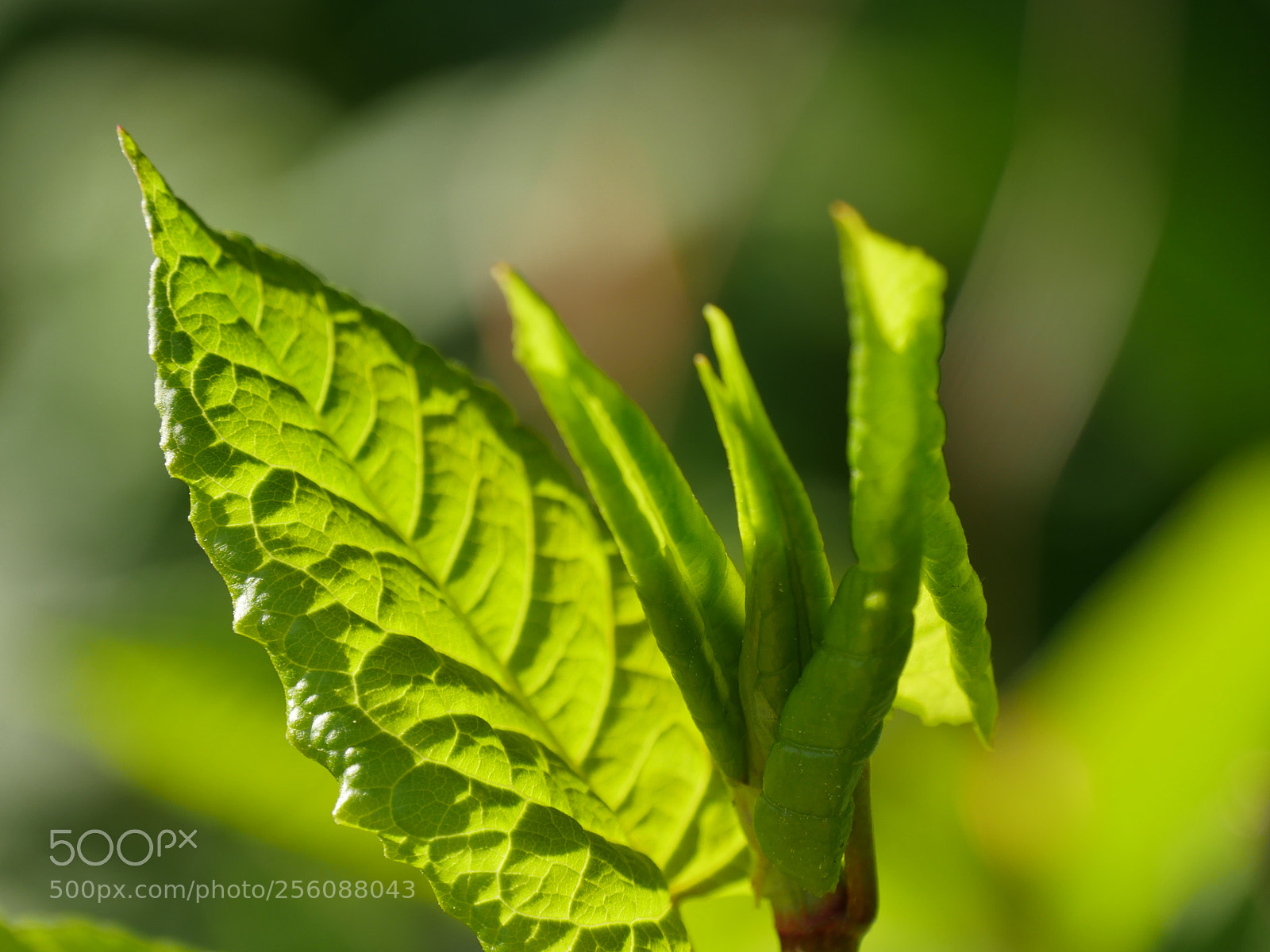 Panasonic Lumix DMC-GH4 sample photo. Blätter im sonnenlicht photography