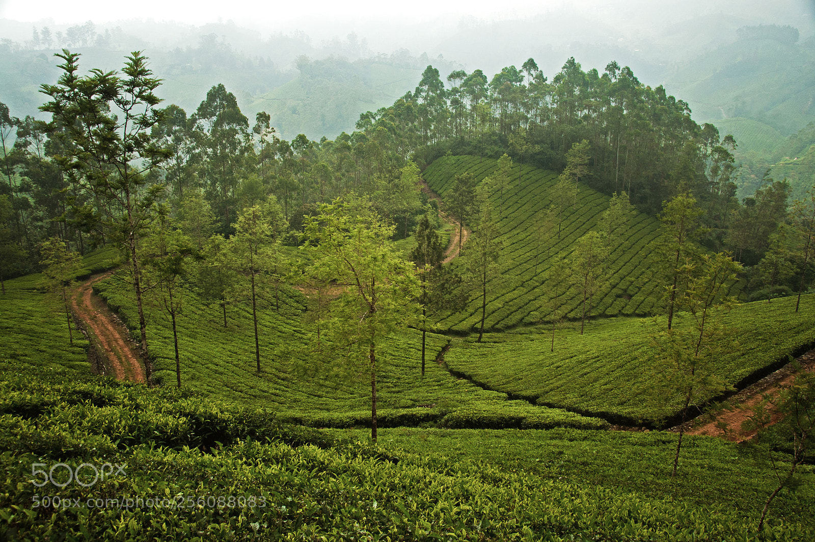 Nikon D90 sample photo. Tea plantation in munnar photography