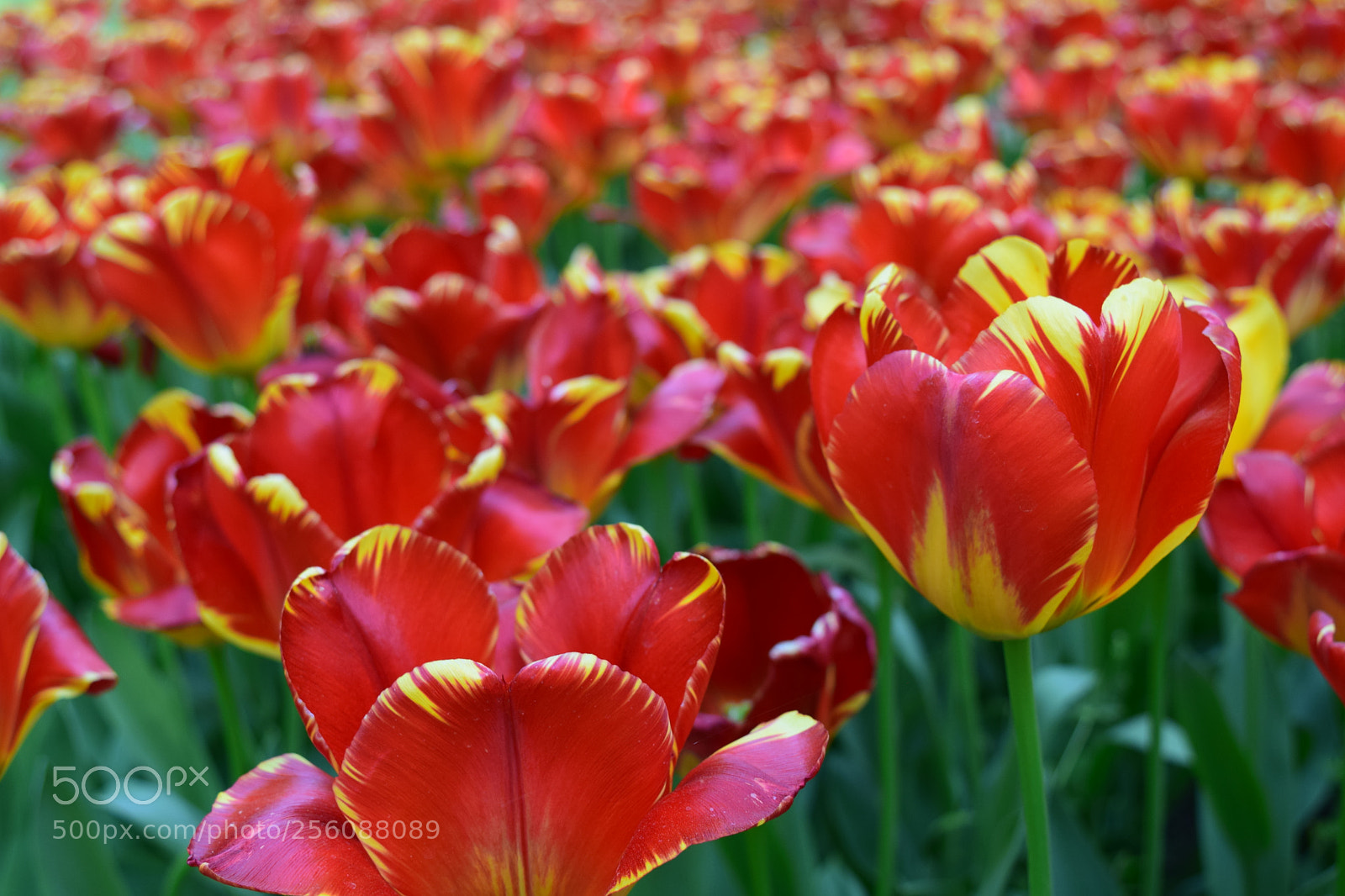 Nikon D3300 sample photo. Tulips photography