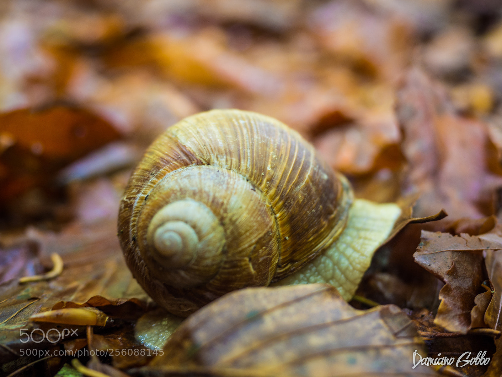 Olympus OM-D E-M10 II sample photo. Snail photography