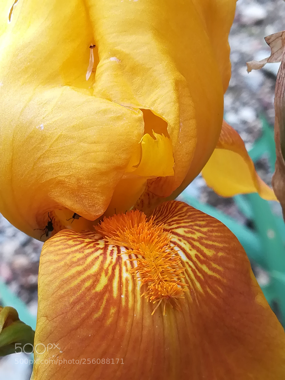HUAWEI PRA-LX1 sample photo. Untitled photography