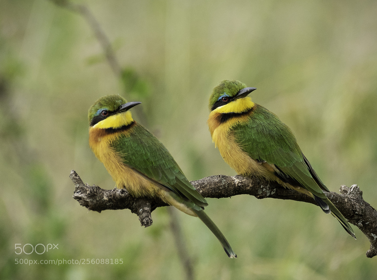 Nikon D810 sample photo. Little bee-eater photography