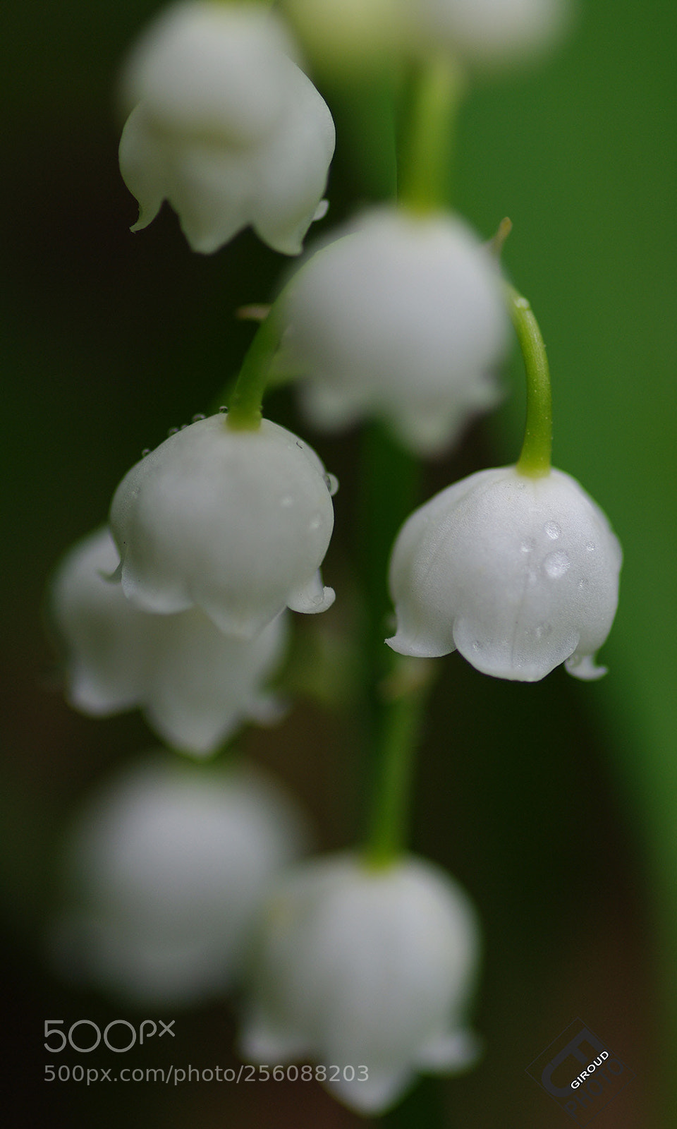 Pentax K20D sample photo. 1er mai photography