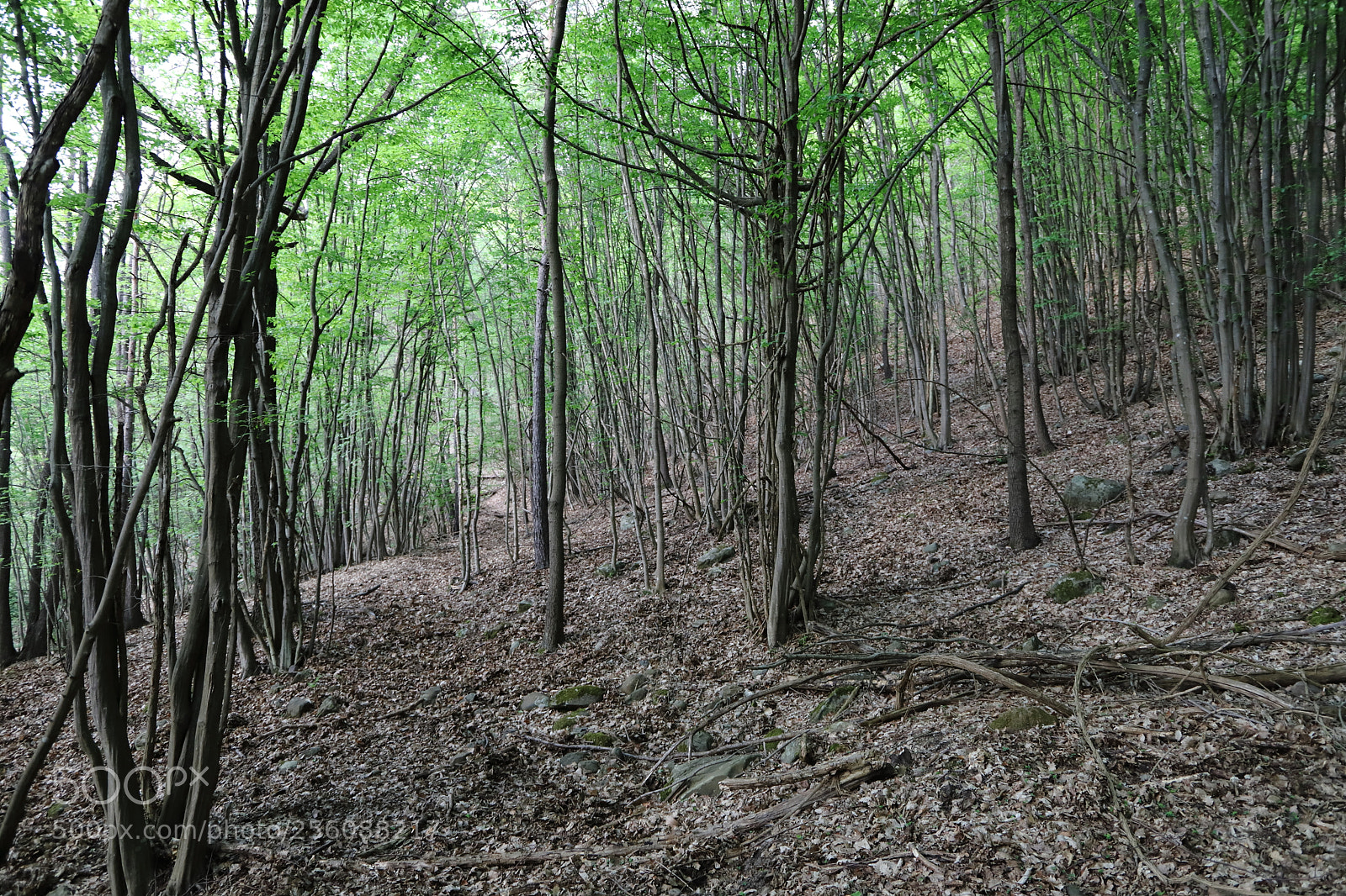 Canon EF 24-105mm F3.5-5.6 IS STM sample photo. Bosco photography