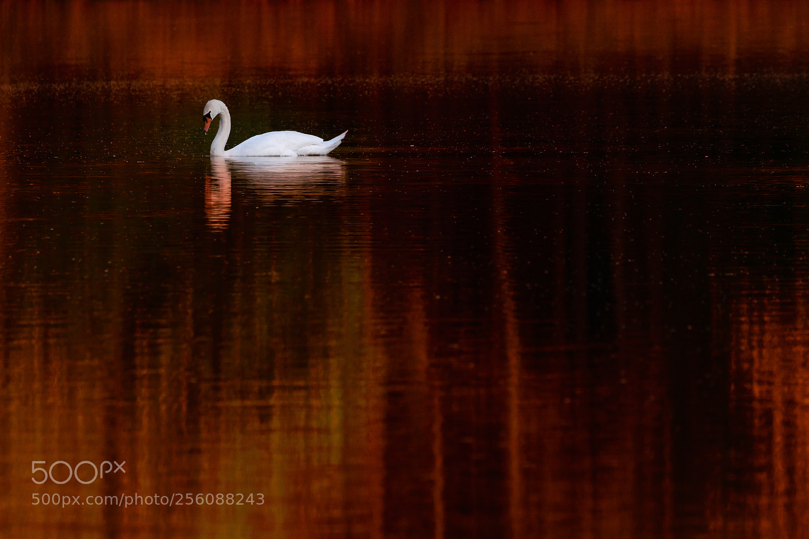 Canon EOS 100D (EOS Rebel SL1 / EOS Kiss X7) sample photo. Swan in red photography