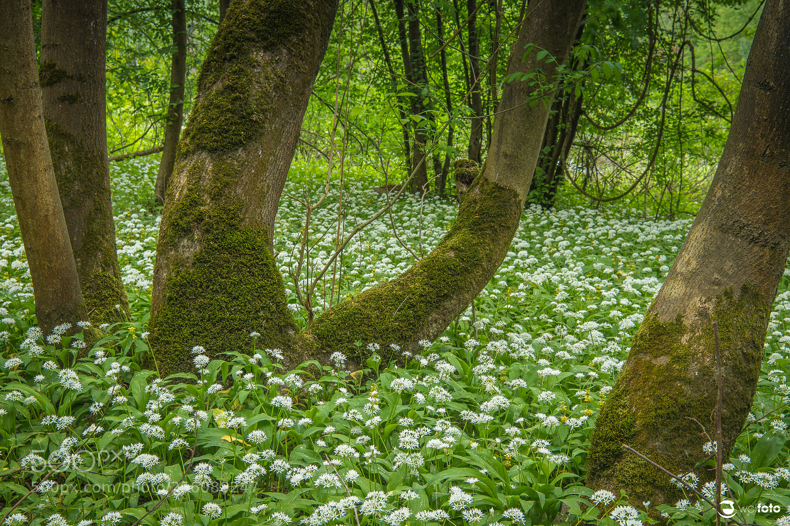 Nikon D850 sample photo. Green garlic photography