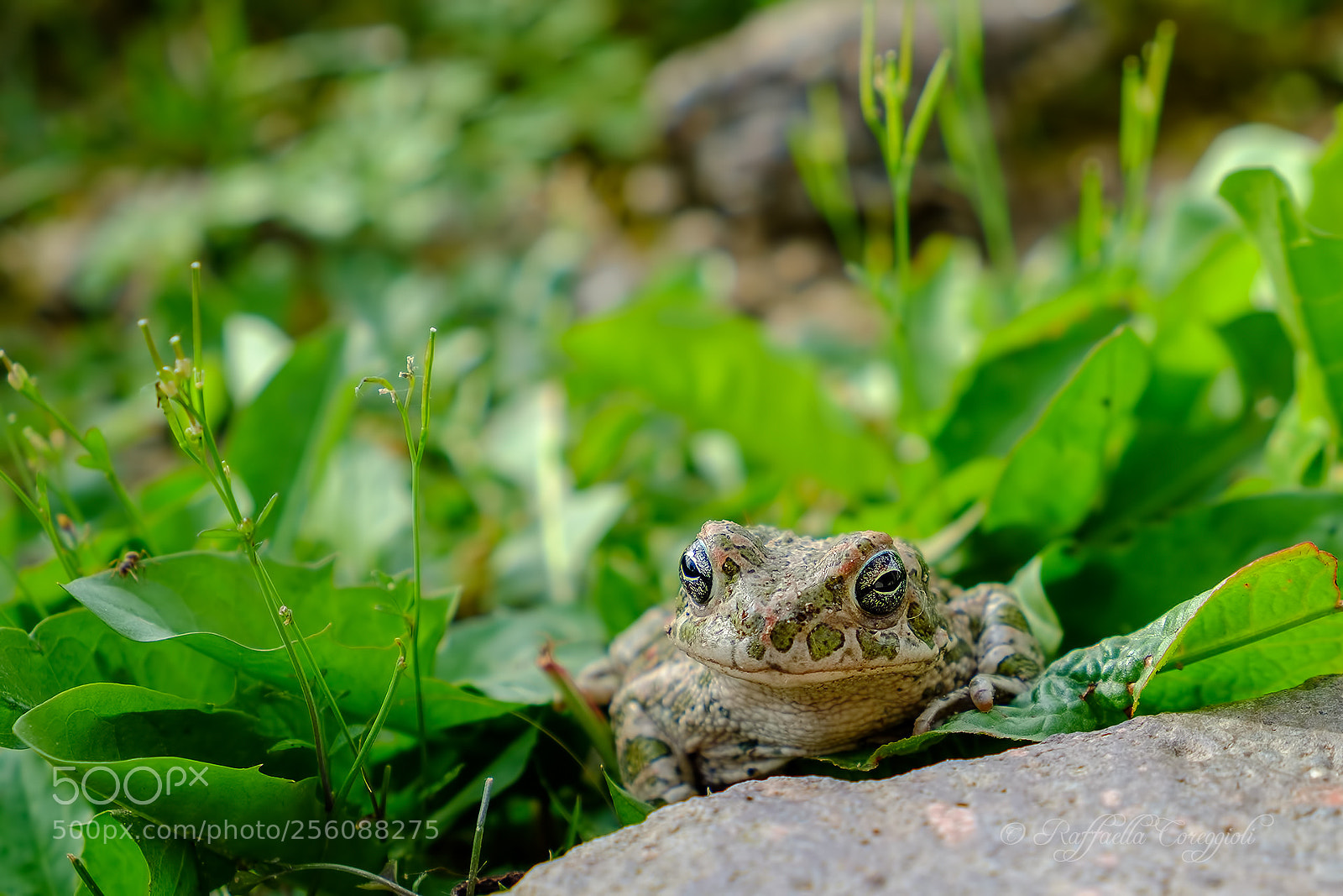 Fujifilm X-M1 sample photo. Lo smeraldino photography