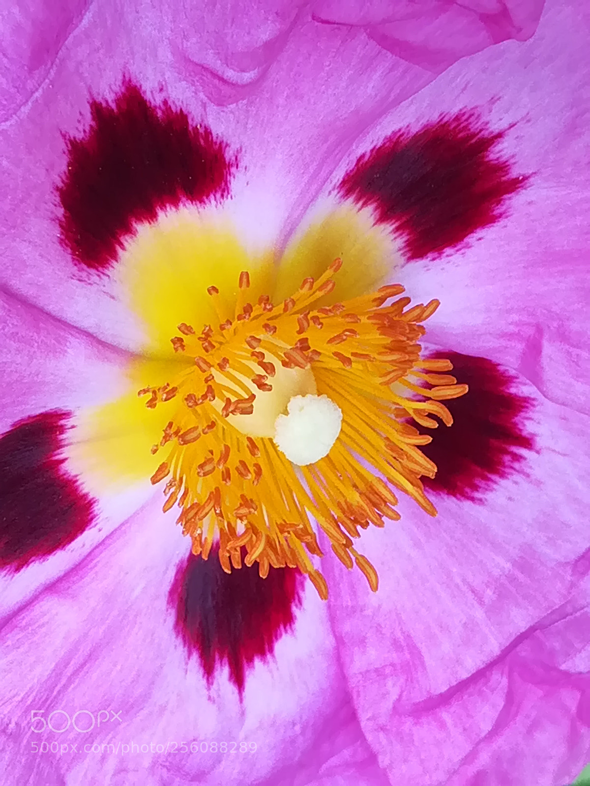 HUAWEI PRA-LX1 sample photo. Untitled photography