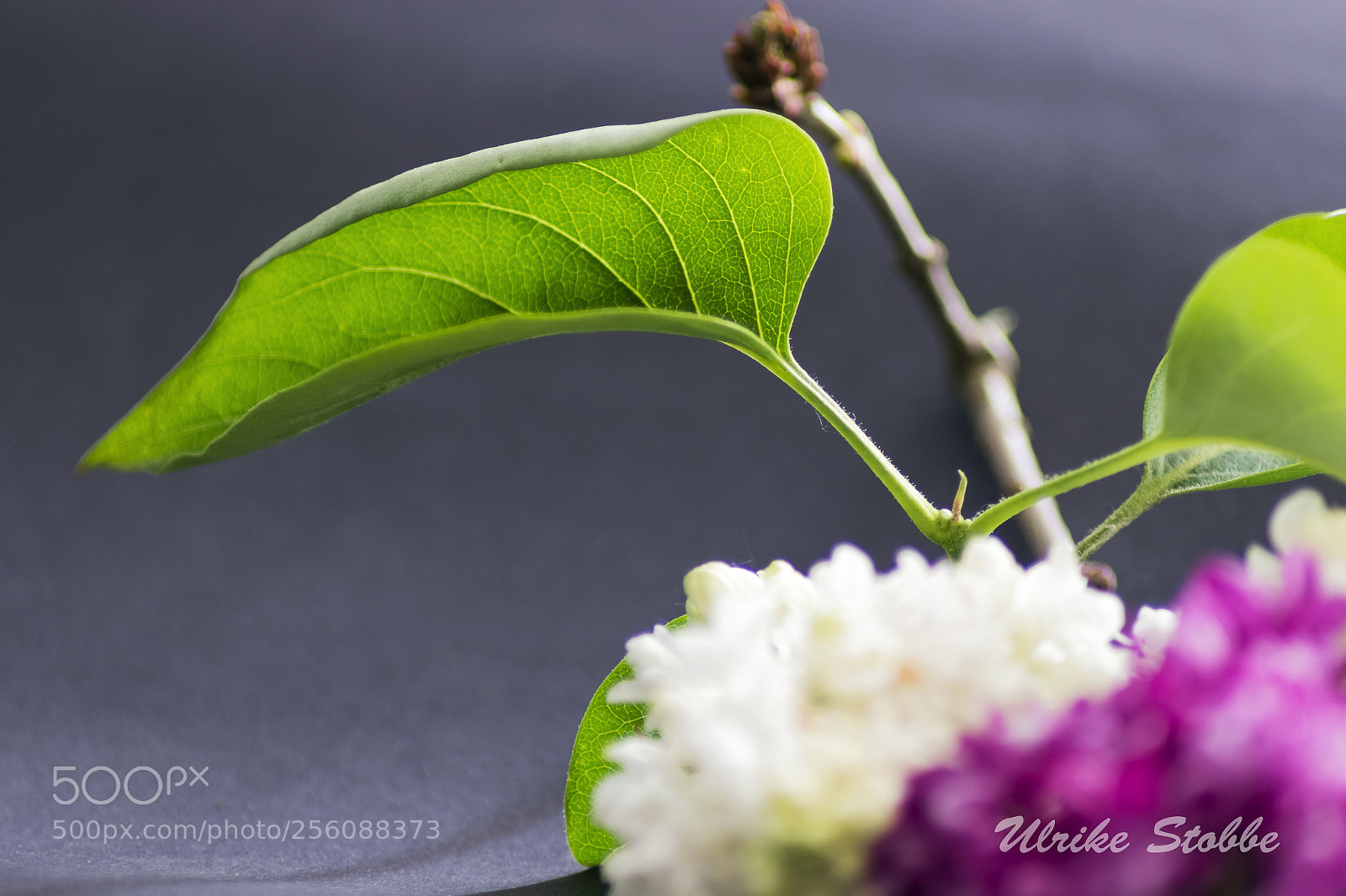 Canon EOS 600D (Rebel EOS T3i / EOS Kiss X5) sample photo. Lilac 2 photography