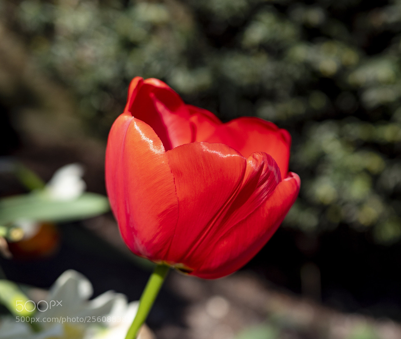 Olympus PEN-F sample photo. Just beautiful, enough said!  photography