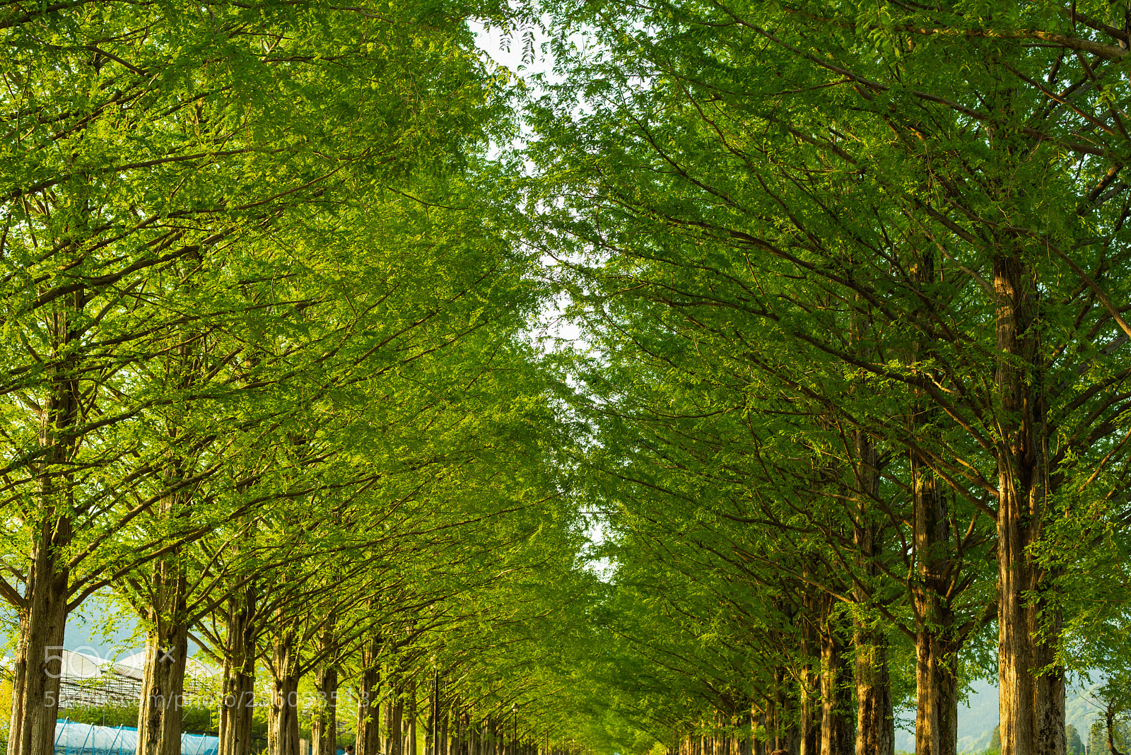 Nikon D810 sample photo. Dawn_redwood_20180429_02 photography