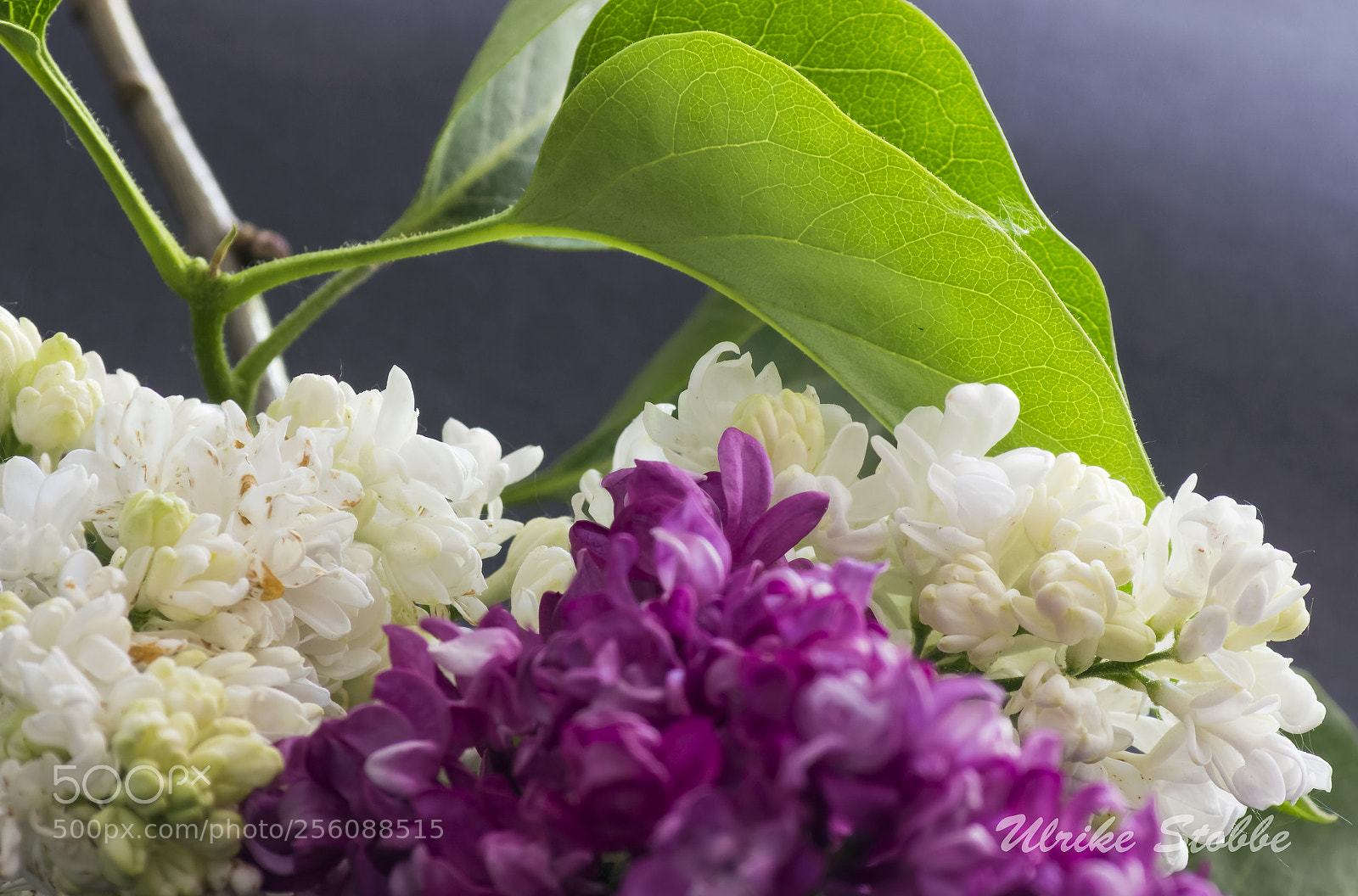 Canon EOS 600D (Rebel EOS T3i / EOS Kiss X5) sample photo. Lilac 3 photography