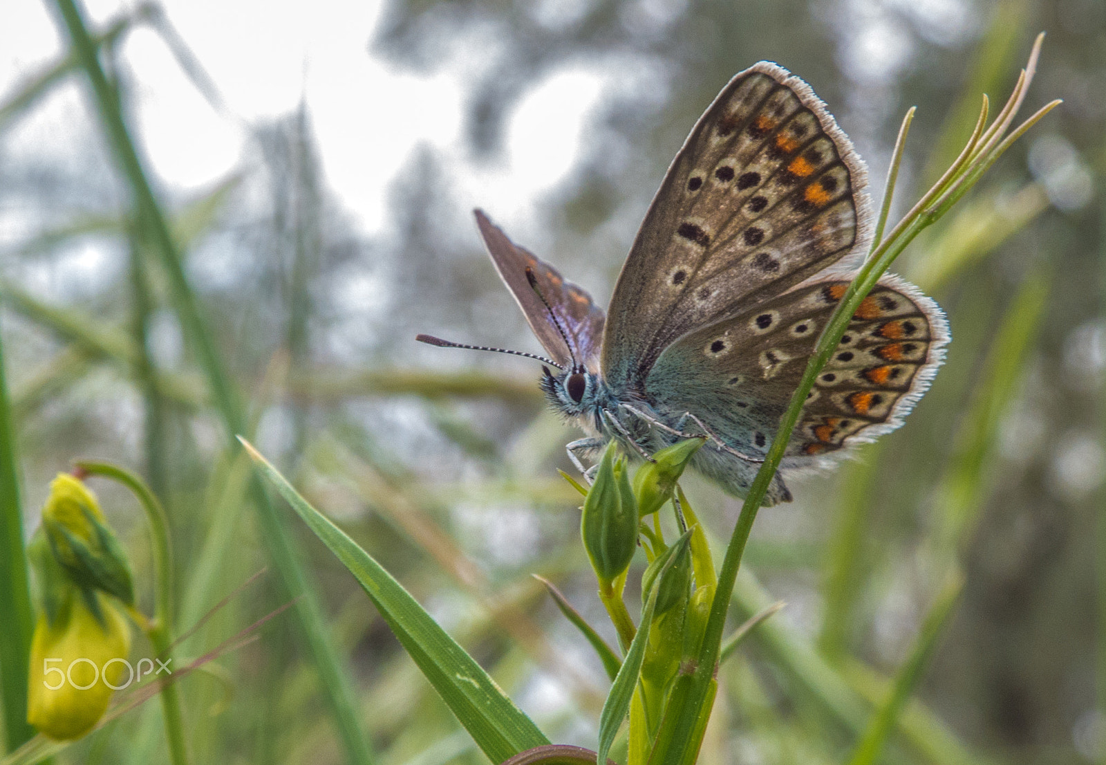 Fujifilm FinePix SL1000 sample photo. Pronta a volare photography