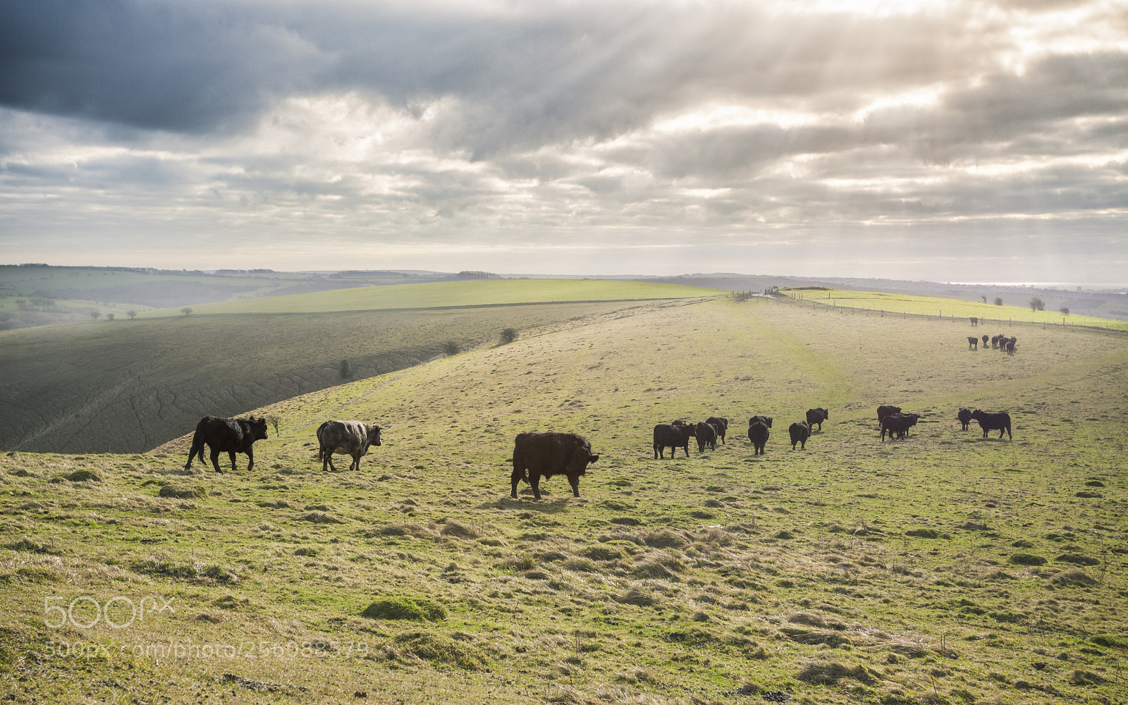 Canon EOS 5D Mark II sample photo. Til' the cows come photography