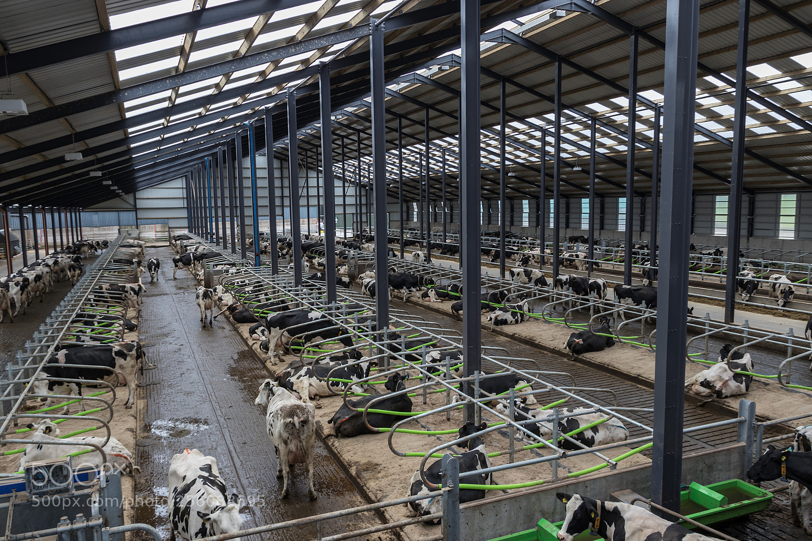 Canon EOS 80D sample photo. Comfortable dairy cows photography
