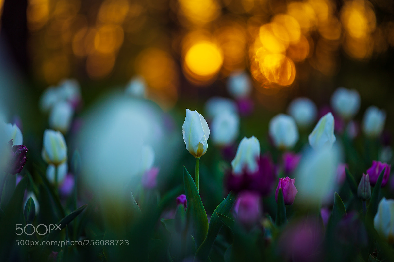 Canon EOS 6D sample photo. Evening melody photography