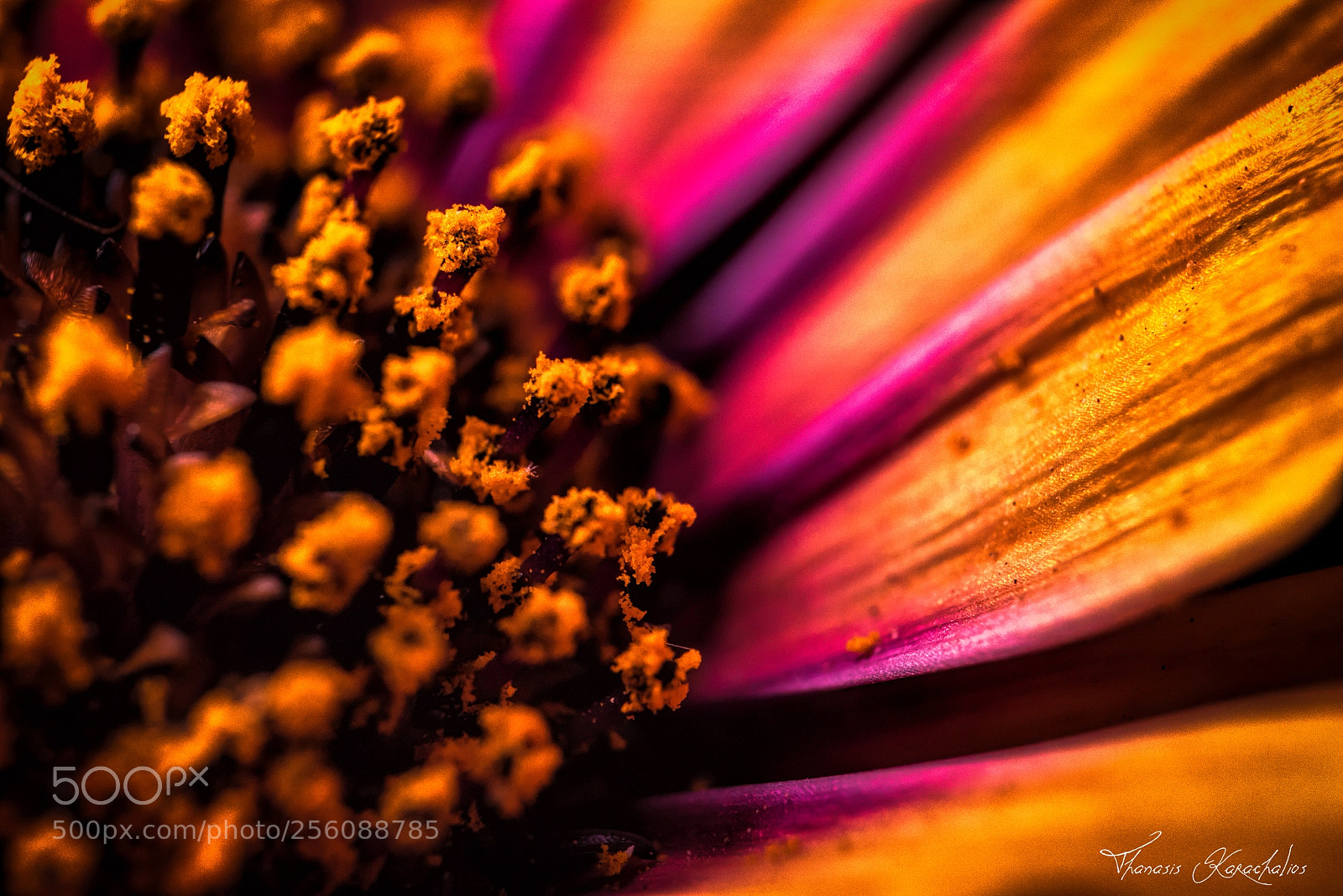 Nikon D750 sample photo. Daisy macro photography
