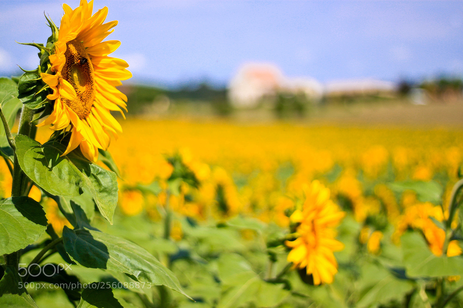 Canon EOS 500D (EOS Rebel T1i / EOS Kiss X3) sample photo. Sunflower  photography