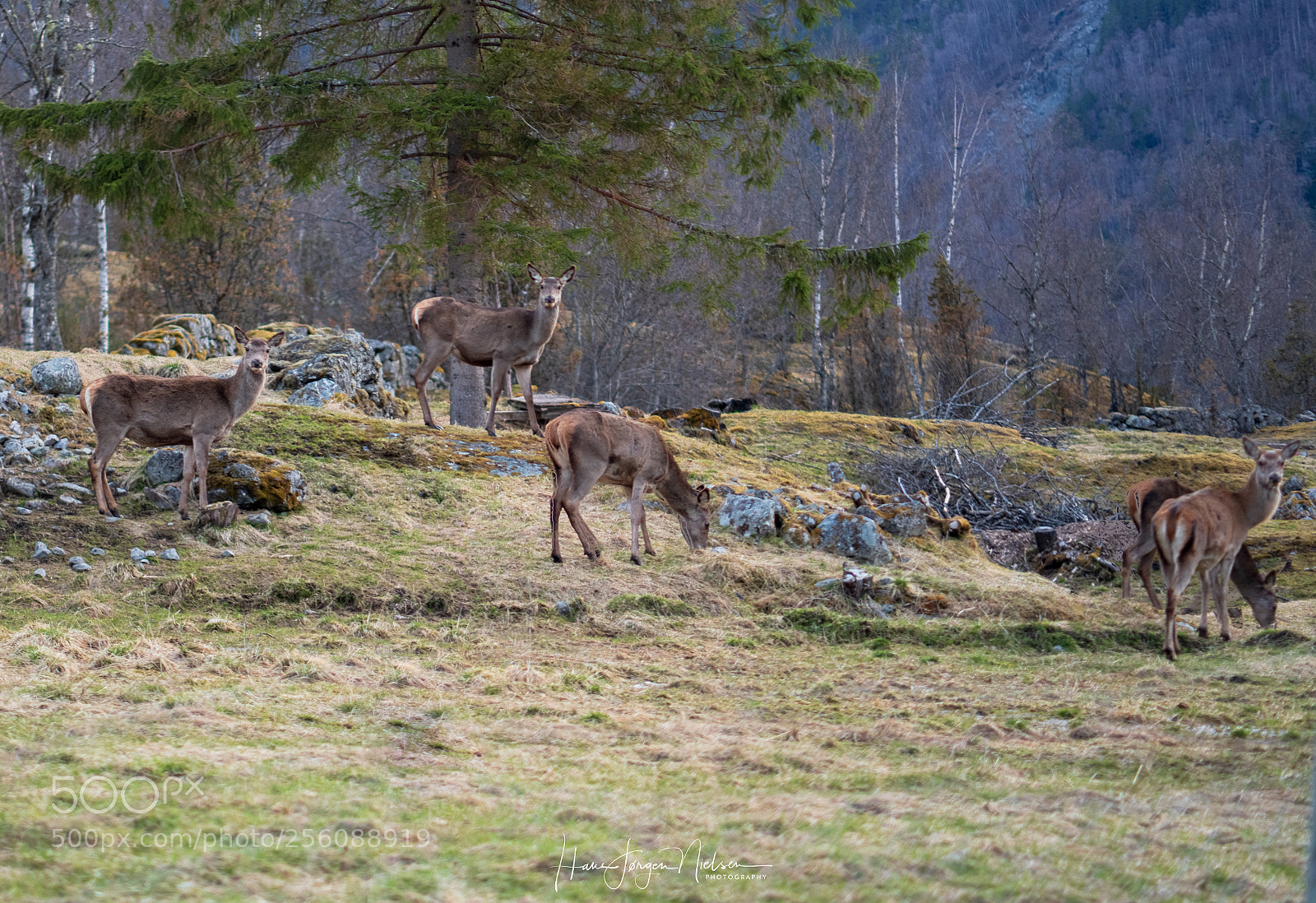 Sony a7R II sample photo. Deer in the blue photography