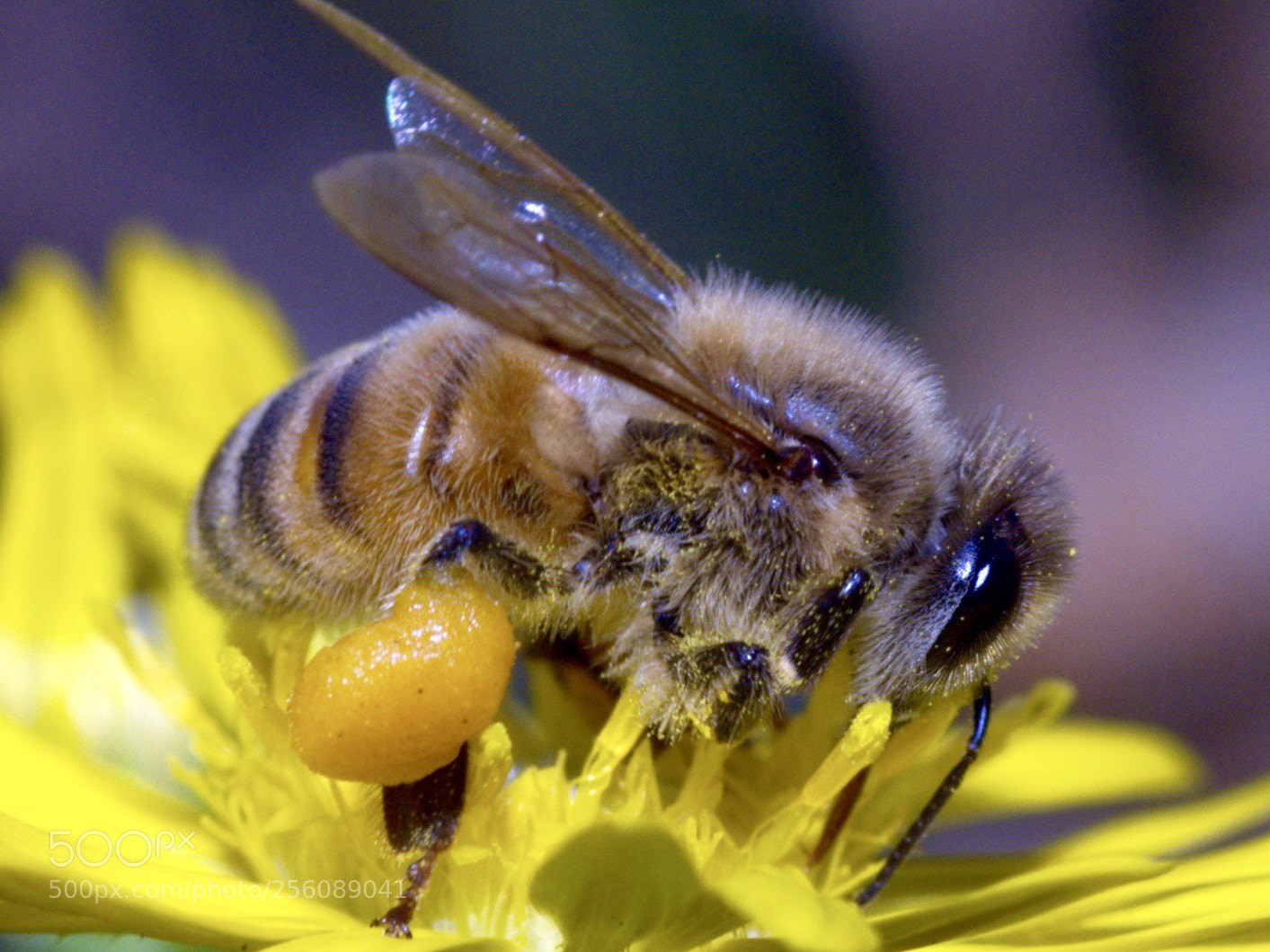 Nikon D200 sample photo. The honeybee photography
