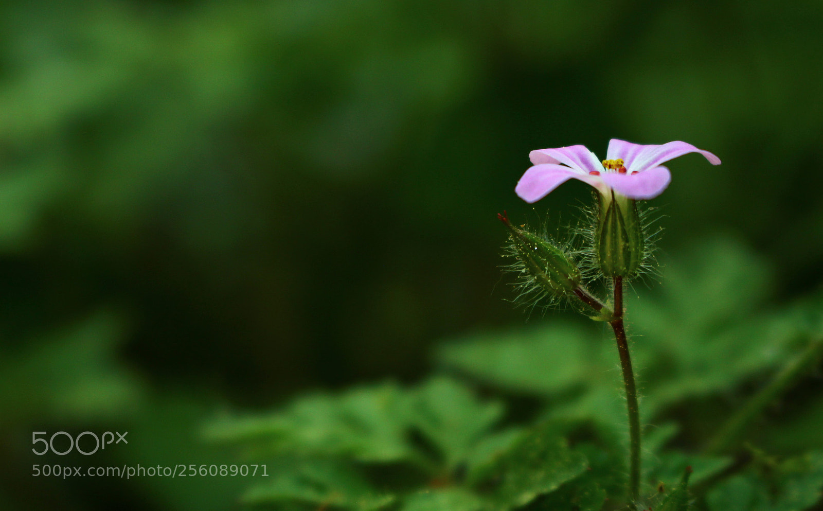 Canon EOS 100D (EOS Rebel SL1 / EOS Kiss X7) sample photo. Violet photography