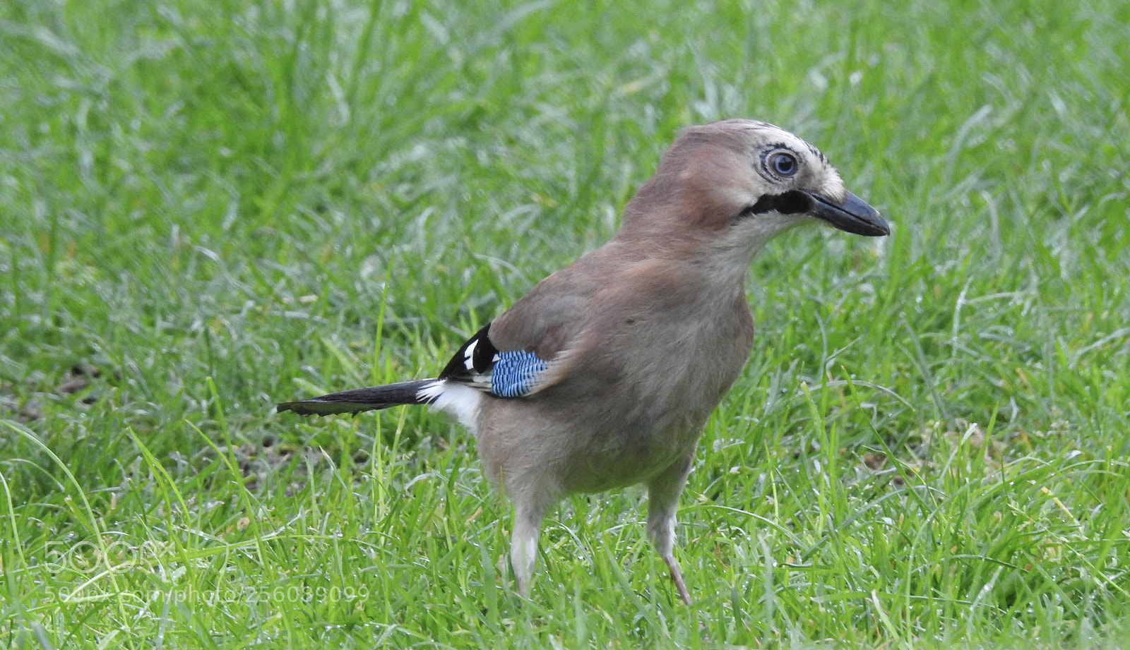 Nikon Coolpix P900 sample photo. Jay yesterday at our photography