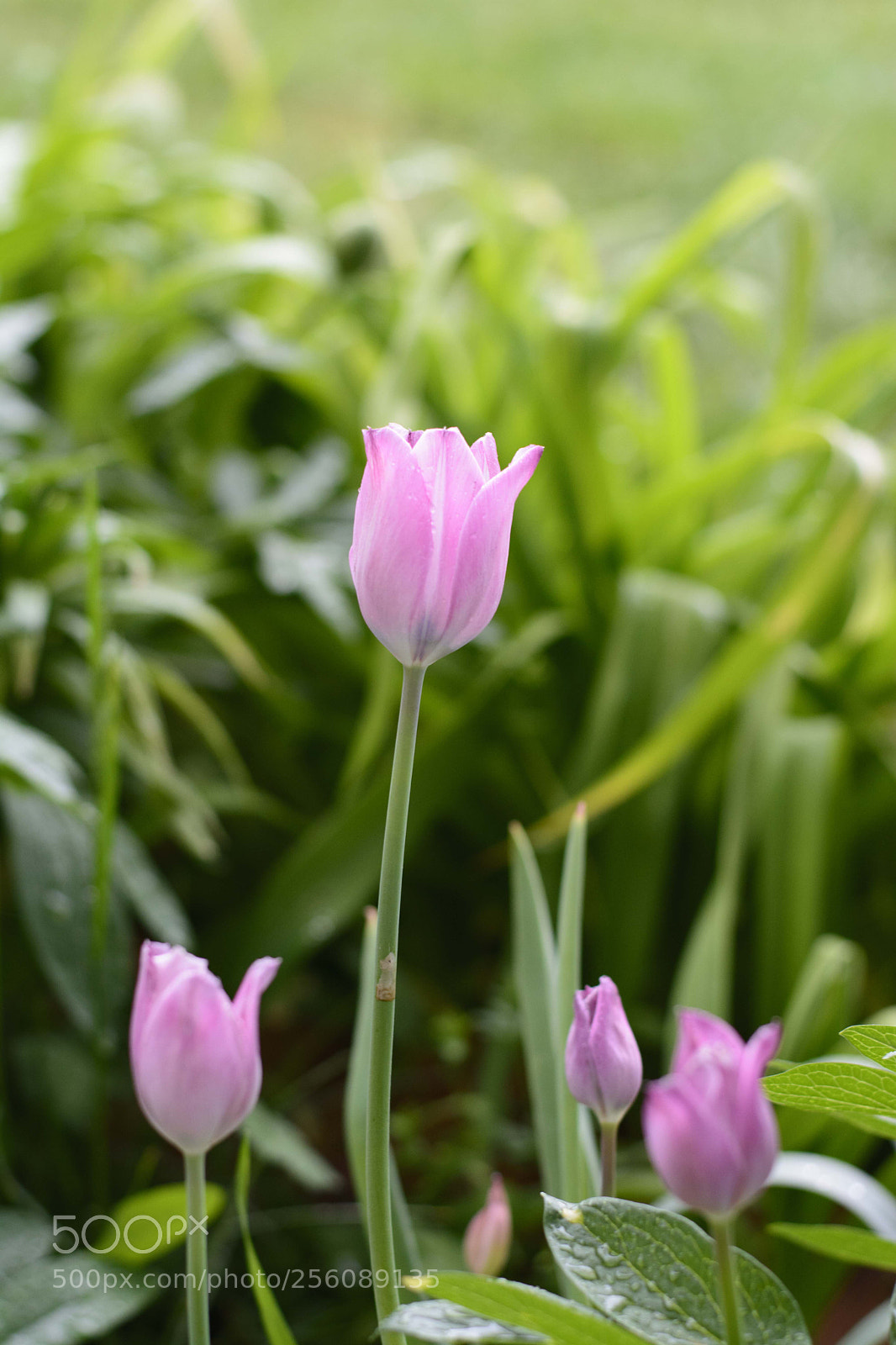 Nikon D5200 sample photo. Untitled photography