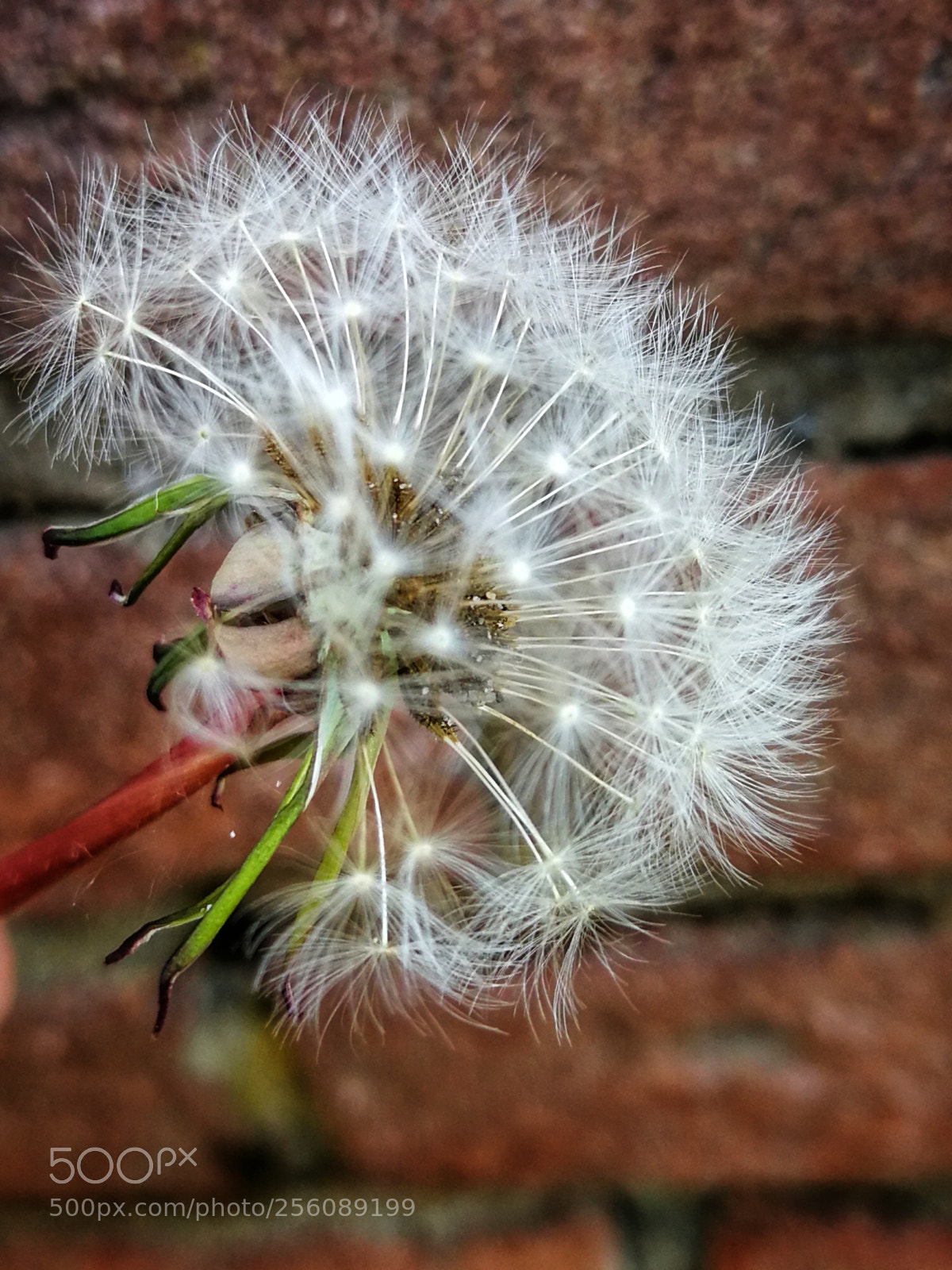 HUAWEI P10 Plus sample photo. Dandelion photography