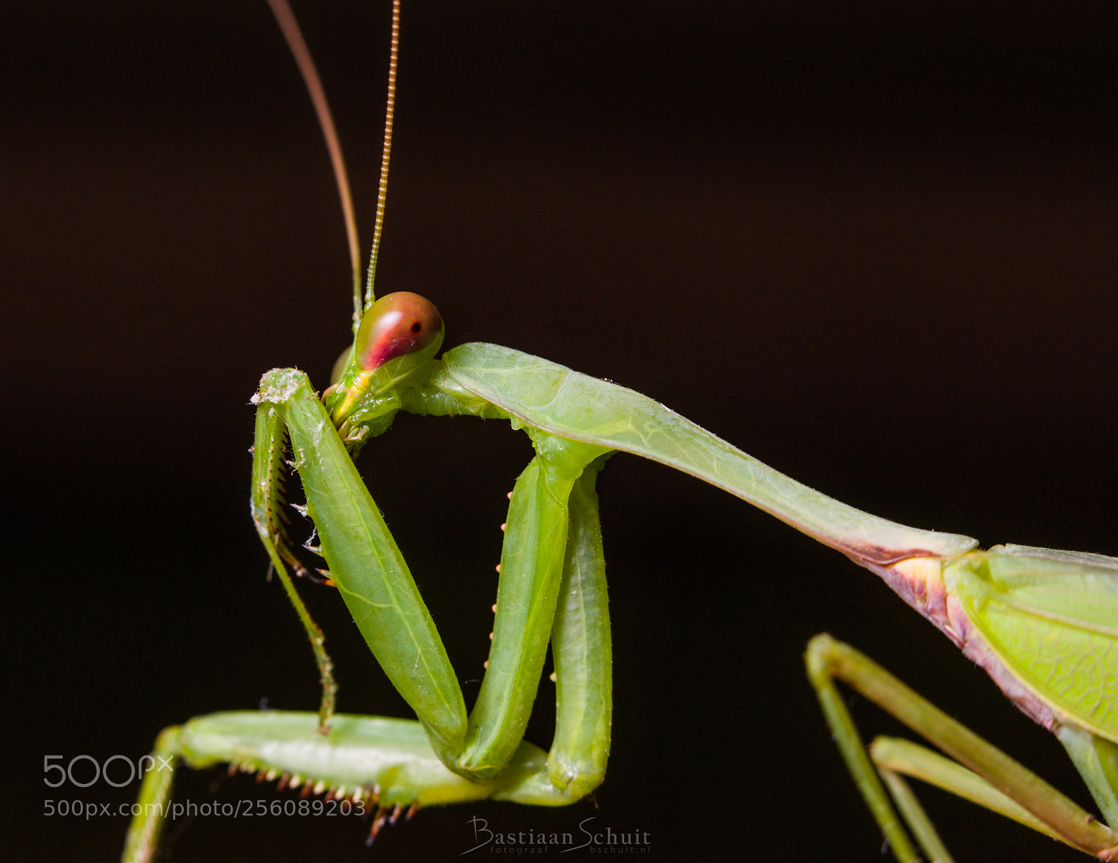 Canon EOS 5DS R sample photo. Cleaning mantis photography