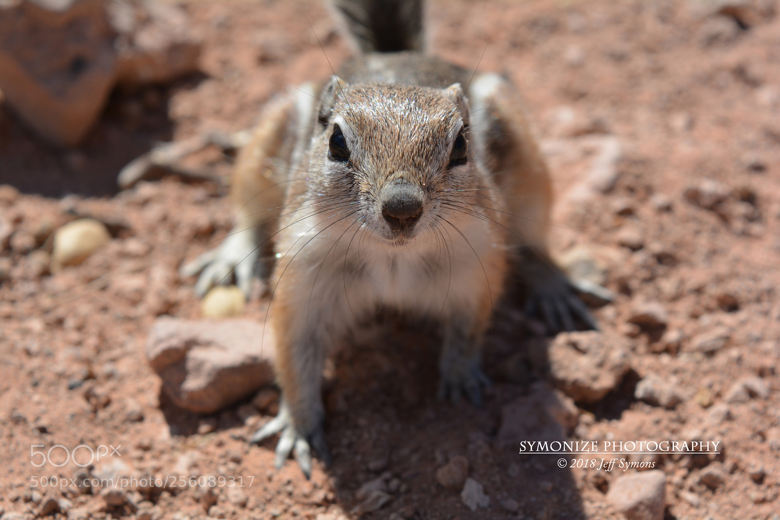 Nikon D5200 sample photo. Antelope ground squirrel photography
