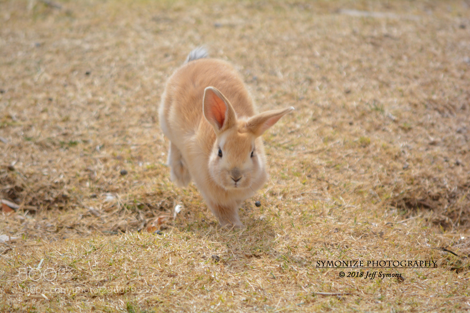 Nikon D5200 sample photo. Rabbit at floyd lamb photography
