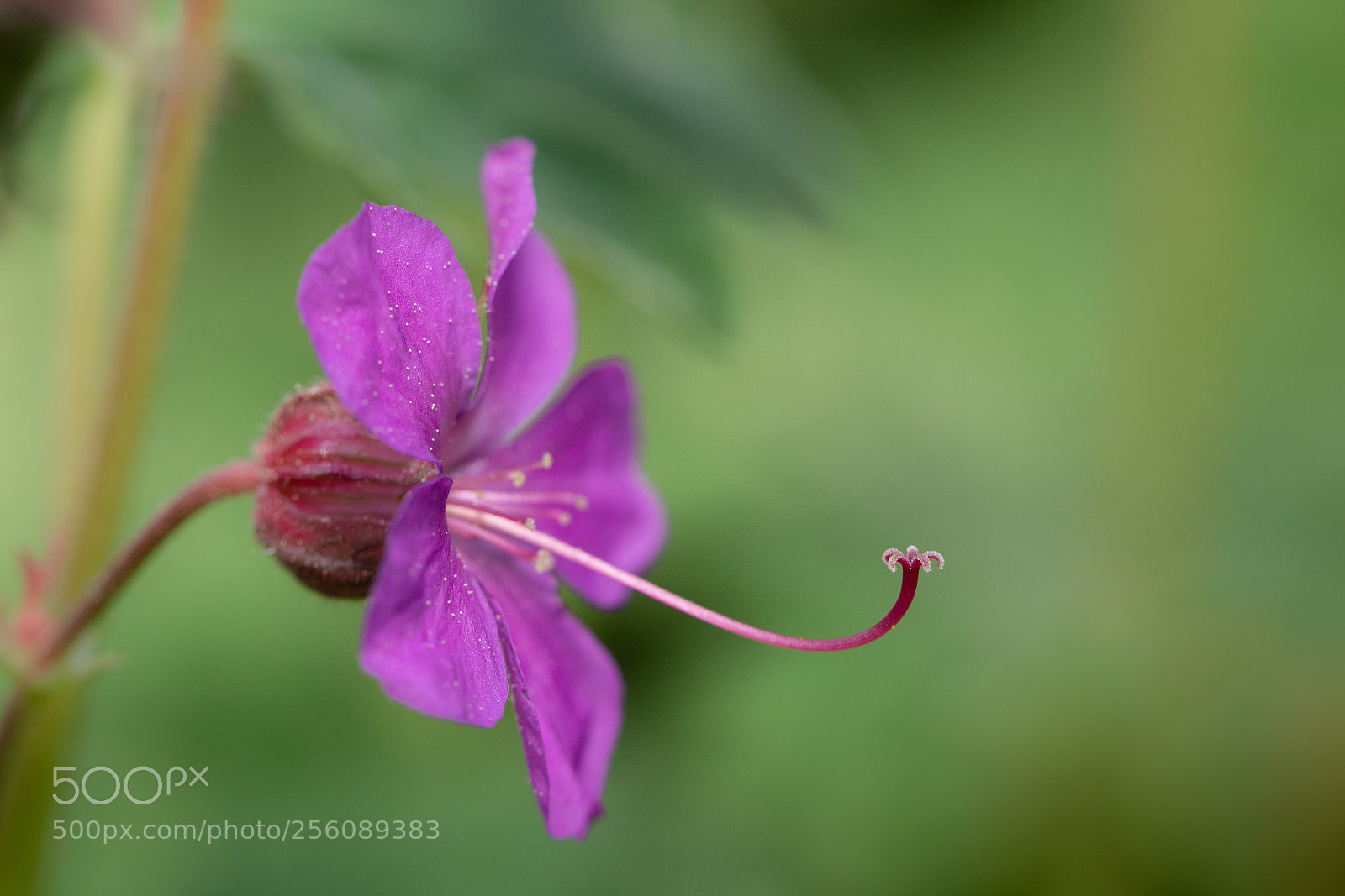 Canon EOS 5D Mark IV sample photo. Search and you'll find photography