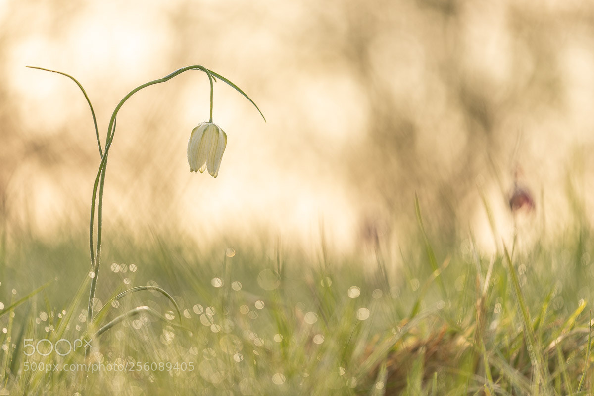 Canon EOS 6D Mark II sample photo. Schachbrettblume photography