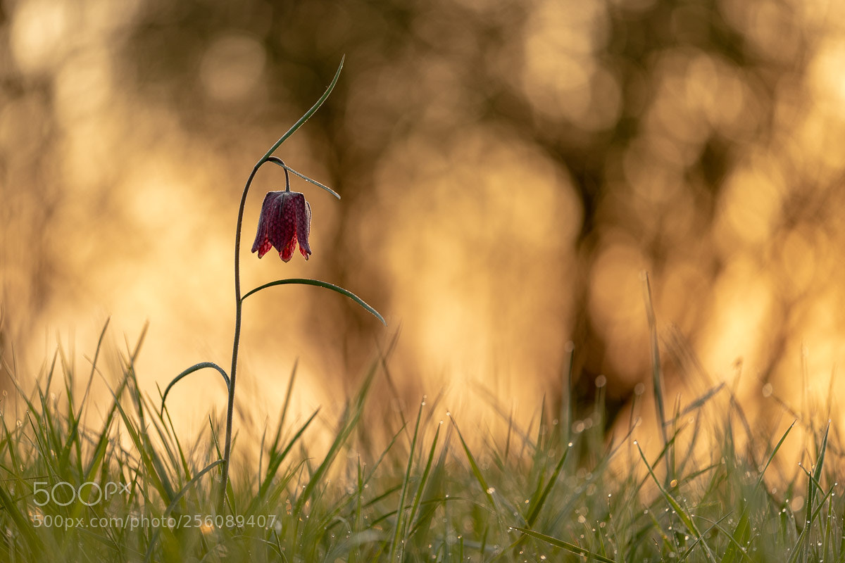Canon EOS 6D Mark II sample photo. Schachbrettblume photography