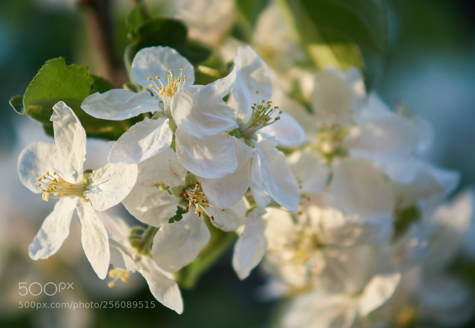 Sony SLT-A58 sample photo. "Яблуневий цвіт" photography