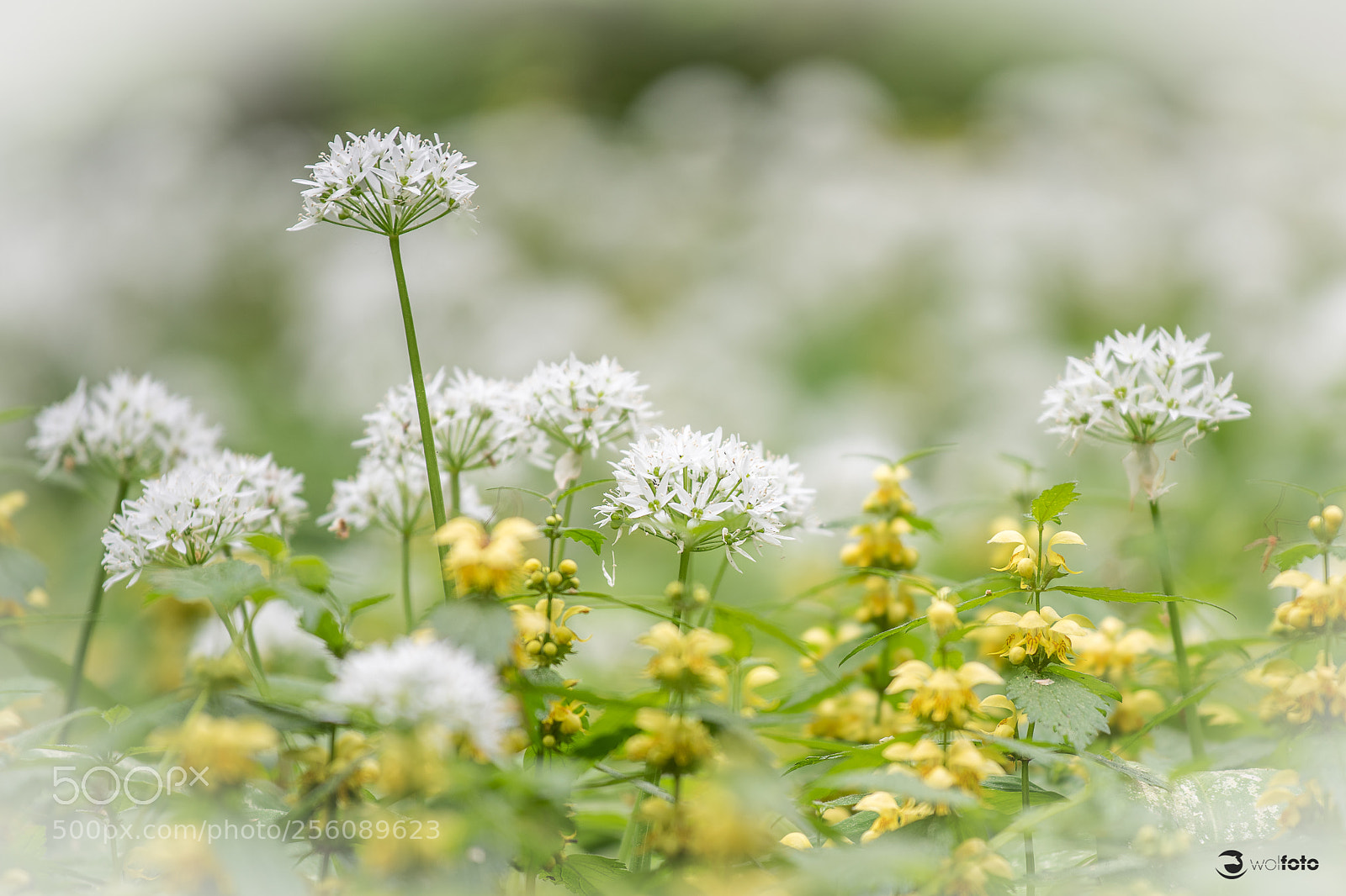 Nikon D850 sample photo. Yellow and white photography