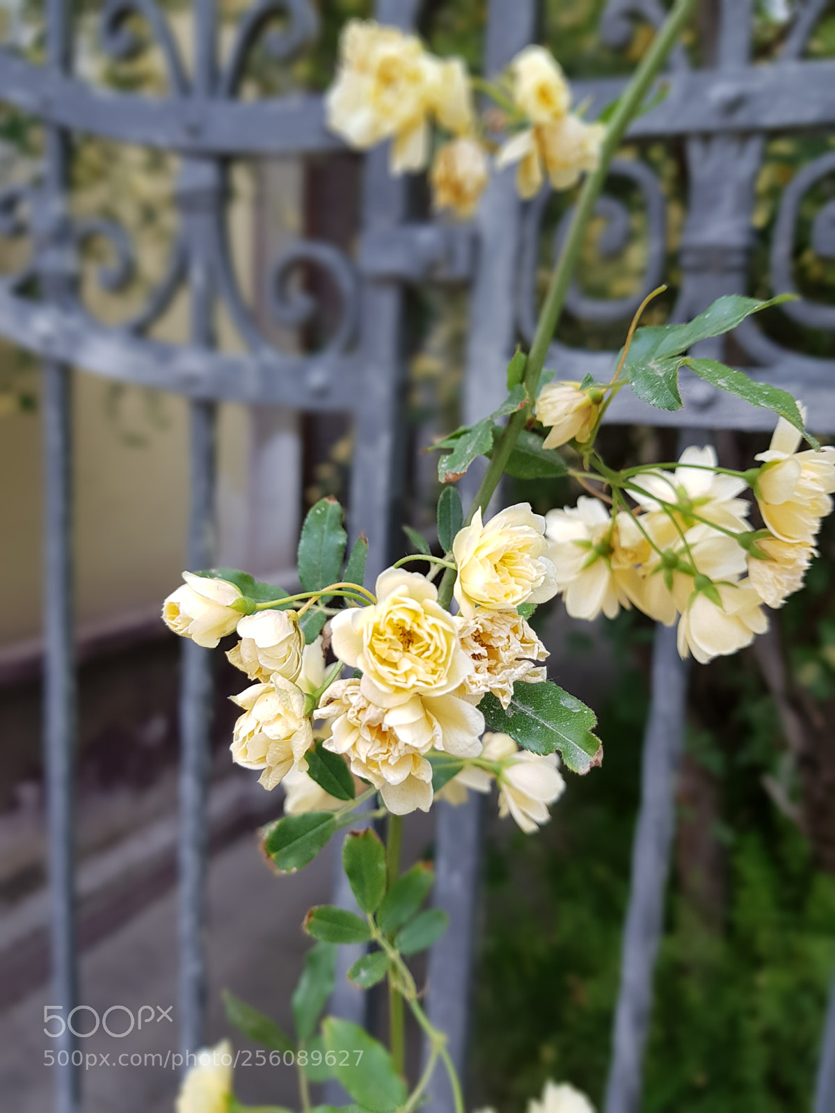 Samsung Galaxy S7 sample photo. Yellow beauty photography