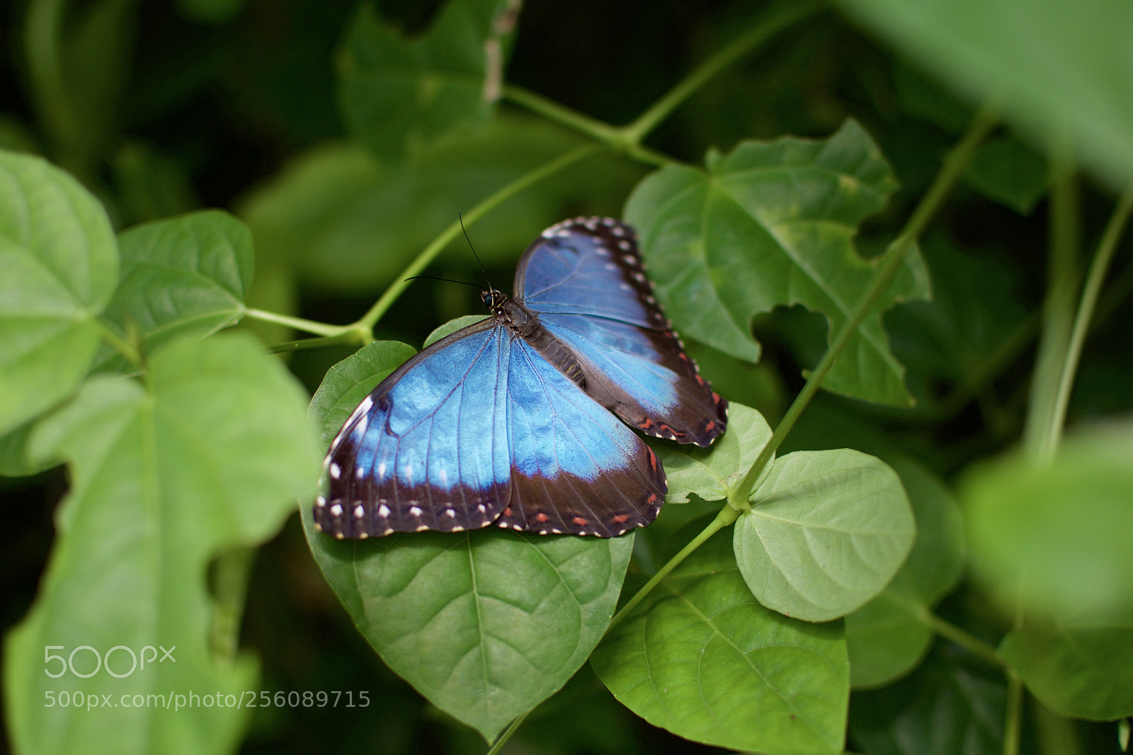 Nikon D3300 sample photo. Butterfly photography