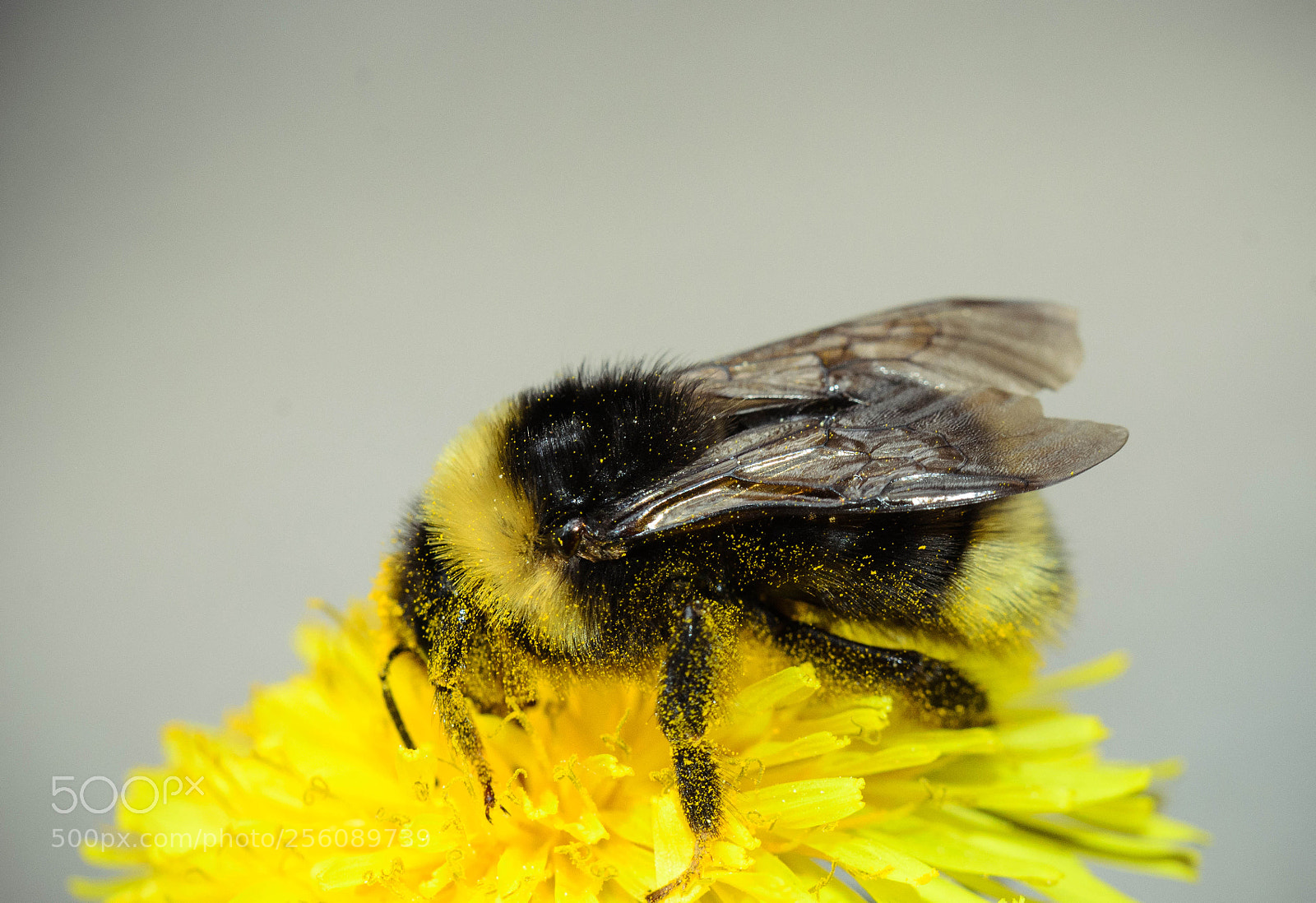 Nikon D7000 sample photo. Bumblebee...i guess photography