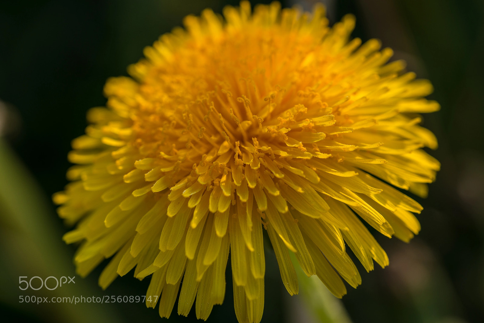Nikon D800 sample photo. Blumen photography
