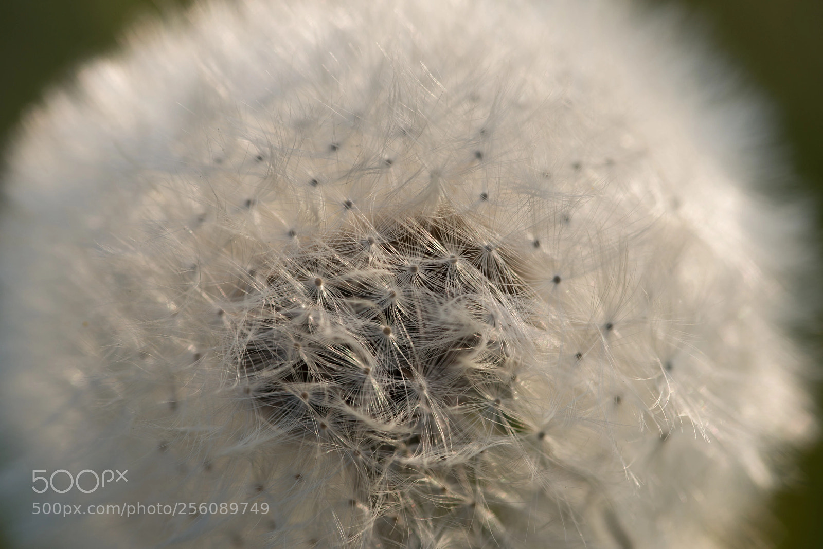 Nikon D800 sample photo. Blumen photography