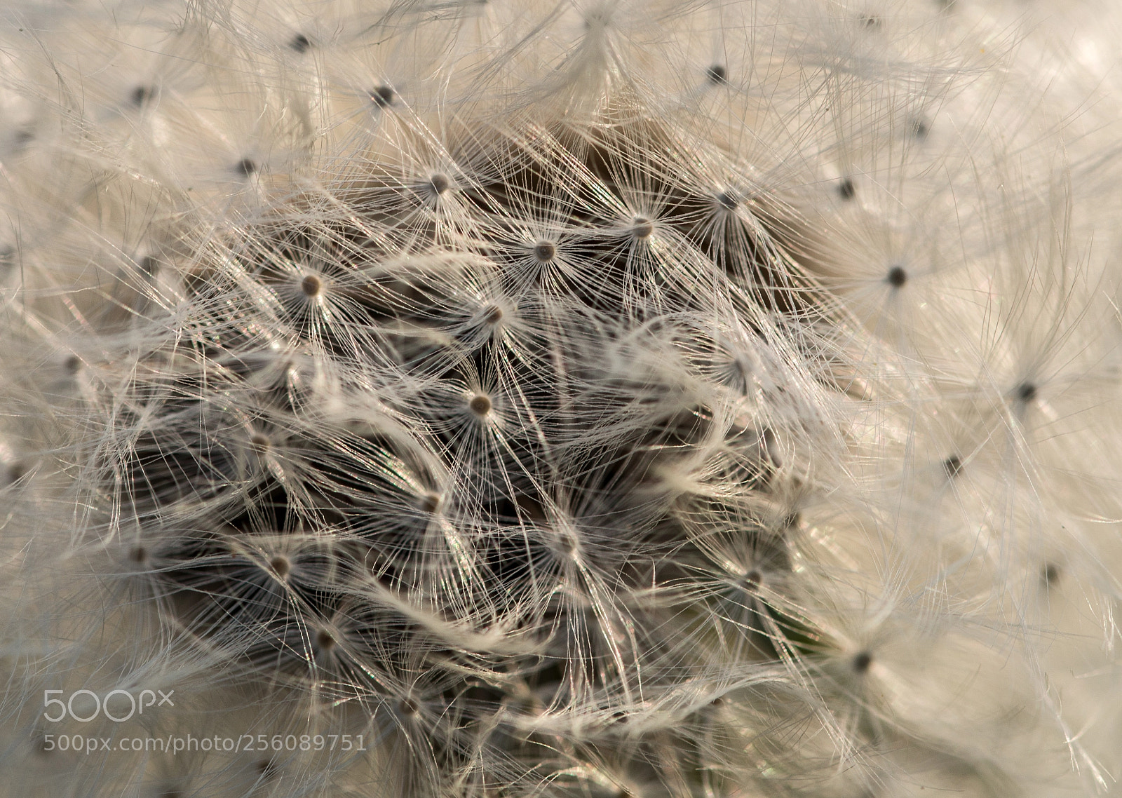 Nikon D800 sample photo. Blumen photography