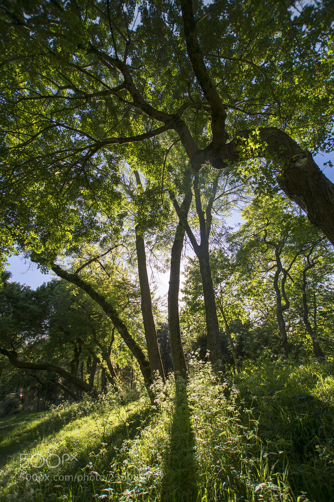Nikon D7100 sample photo. Soleil de printemps photography